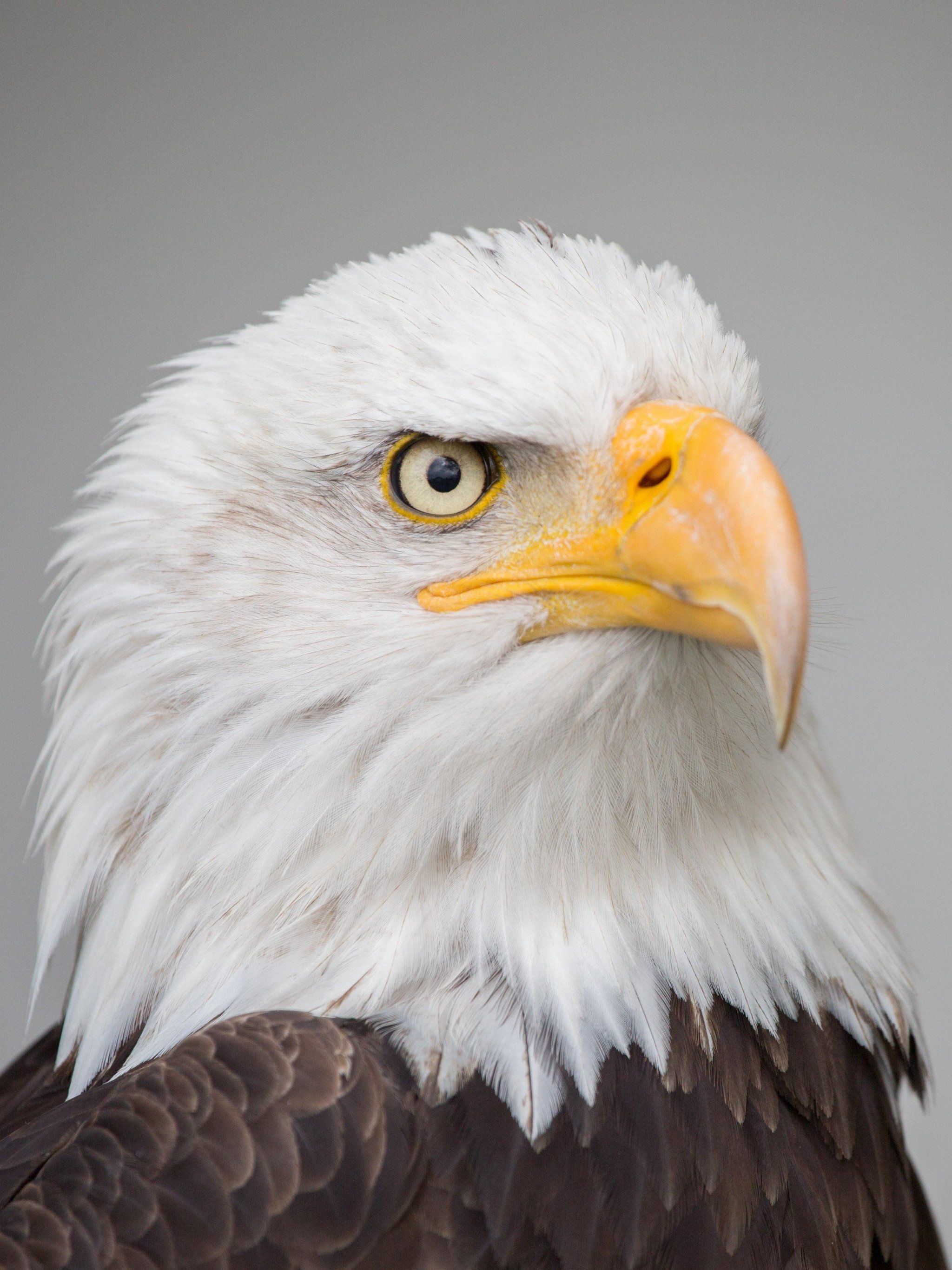 Bald Eagle HD Wallpapers Wallpaper Cave