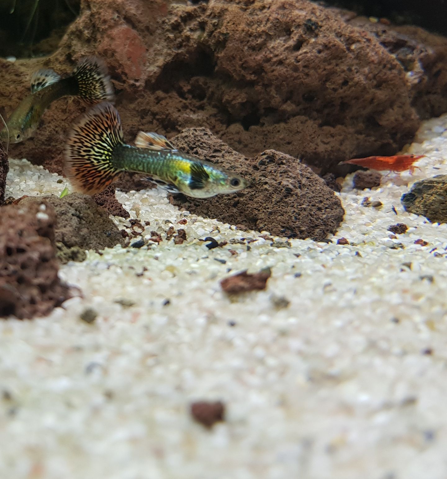 Elephant Ear Guppy Wallpapers Wallpaper Cave