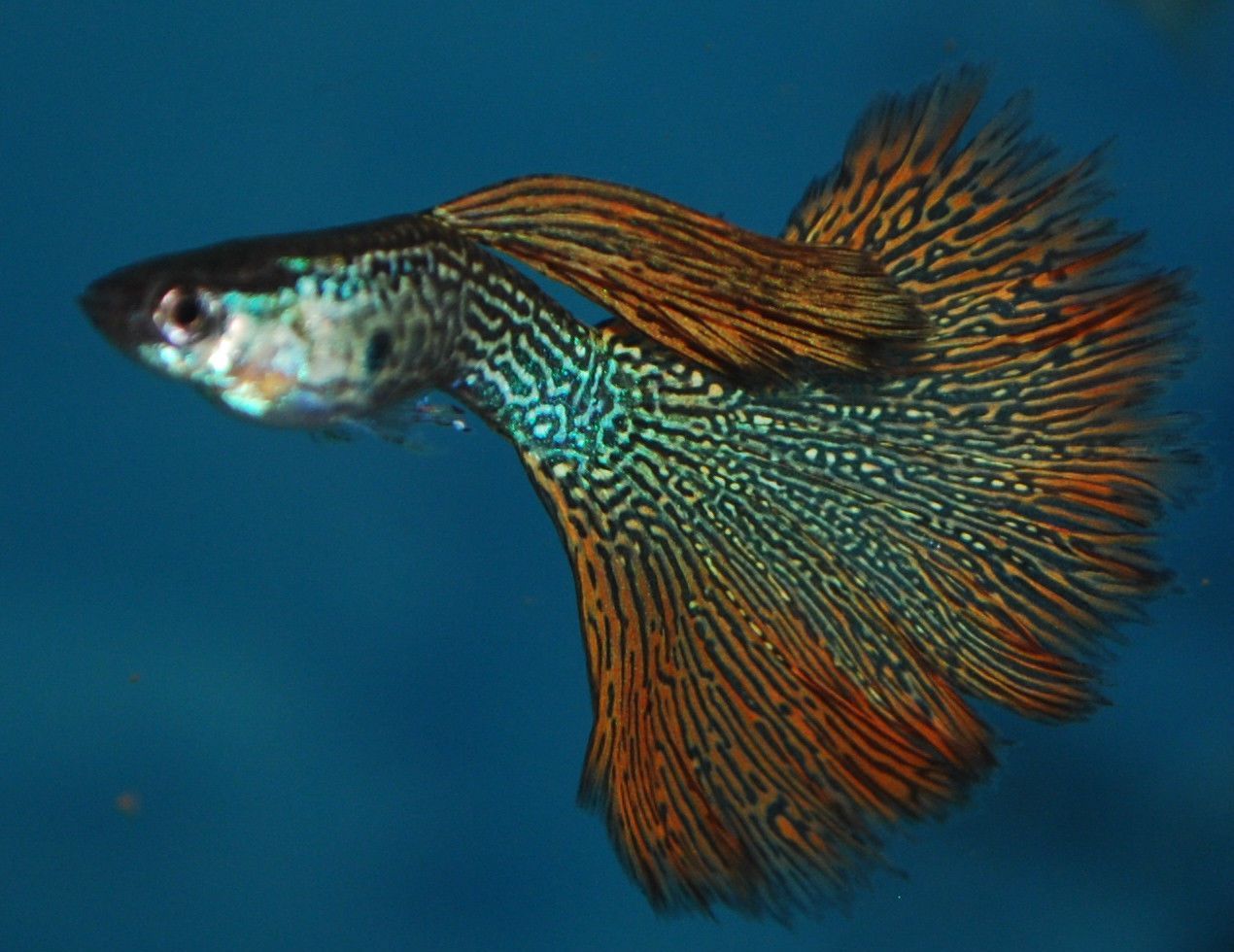 Elephant Ear Guppy Wallpapers Wallpaper Cave