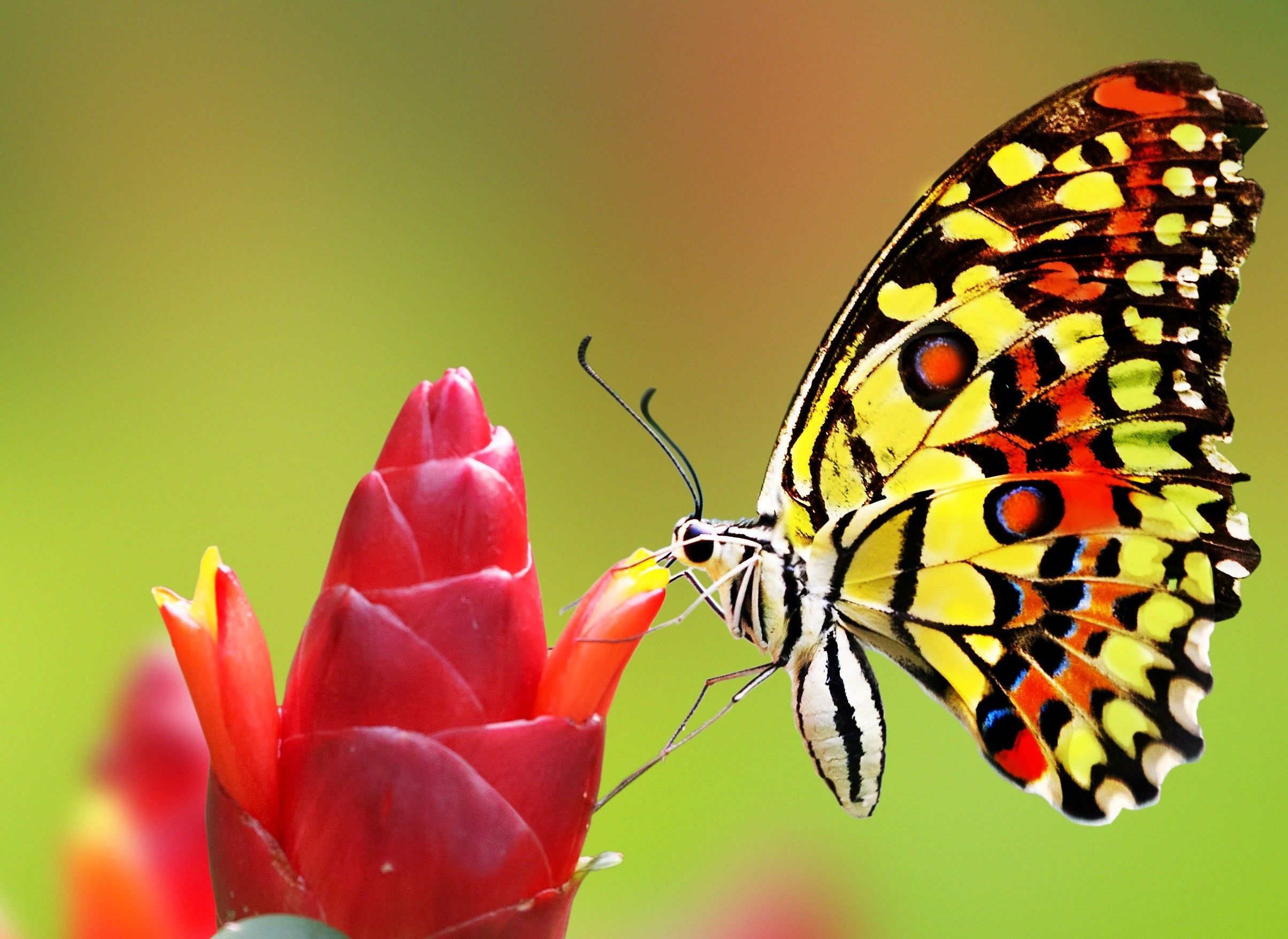 Flowers Butterfly HD Wallpapers Wallpaper Cave