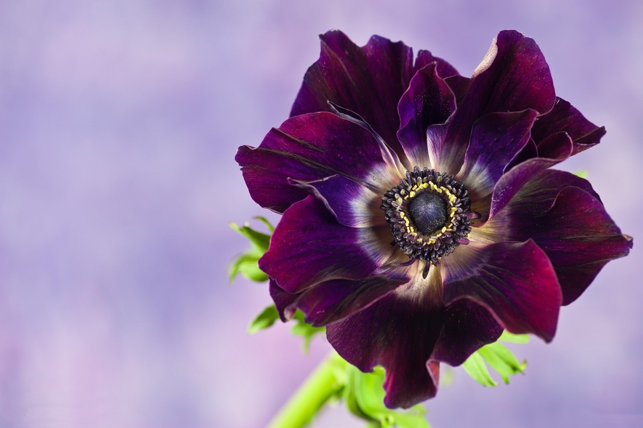 Anemone Flower Wallpapers Wallpaper Cave