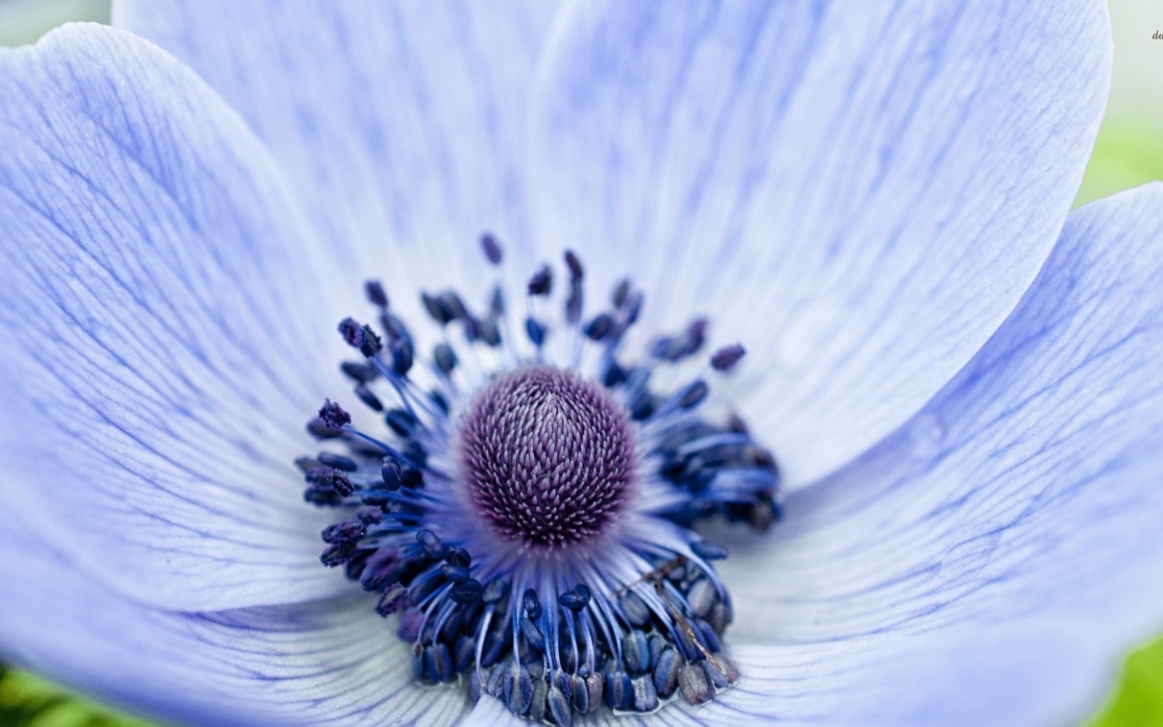 Anemone Flower Wallpapers Wallpaper Cave