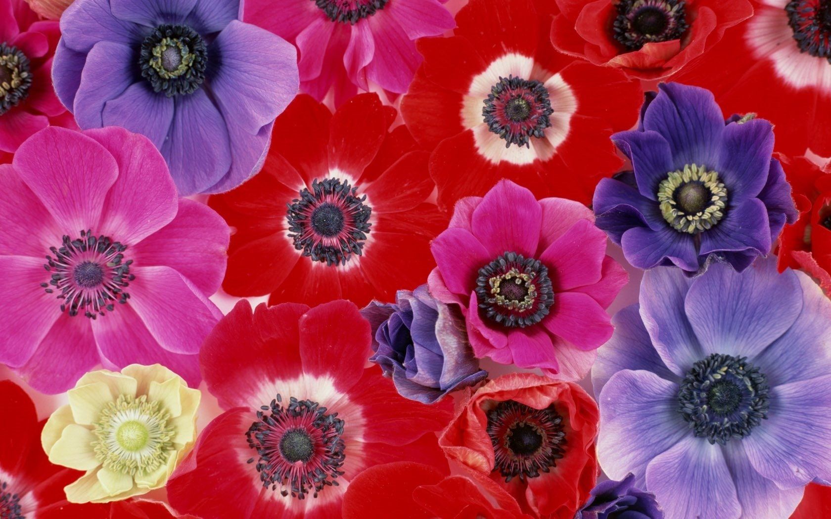Anemone Flower Wallpapers Wallpaper Cave