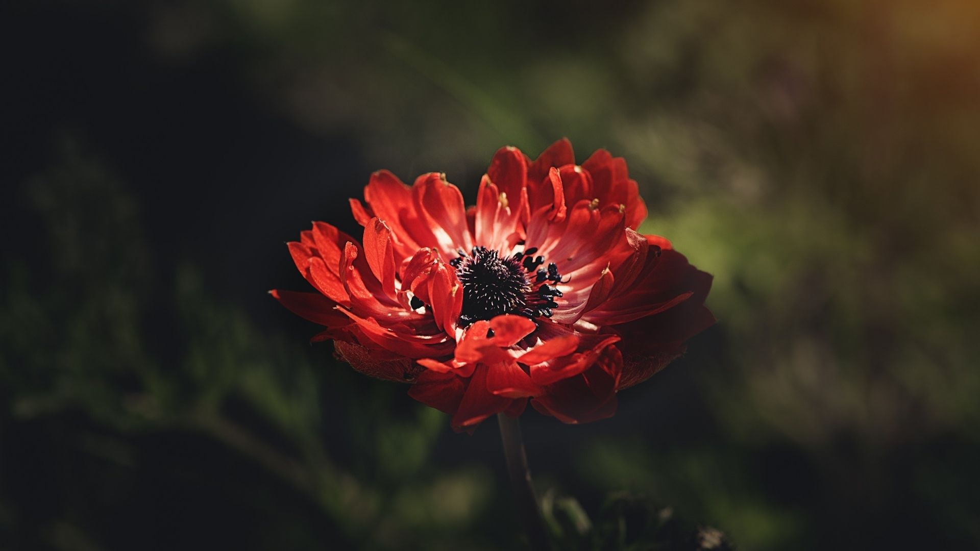 Anemone Flower Wallpapers Wallpaper Cave