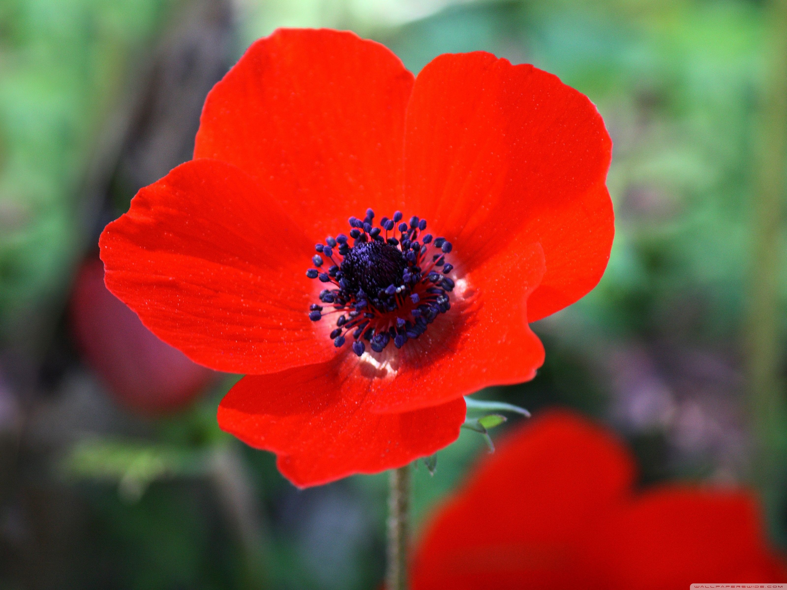 Anemone Flower Wallpapers Wallpaper Cave