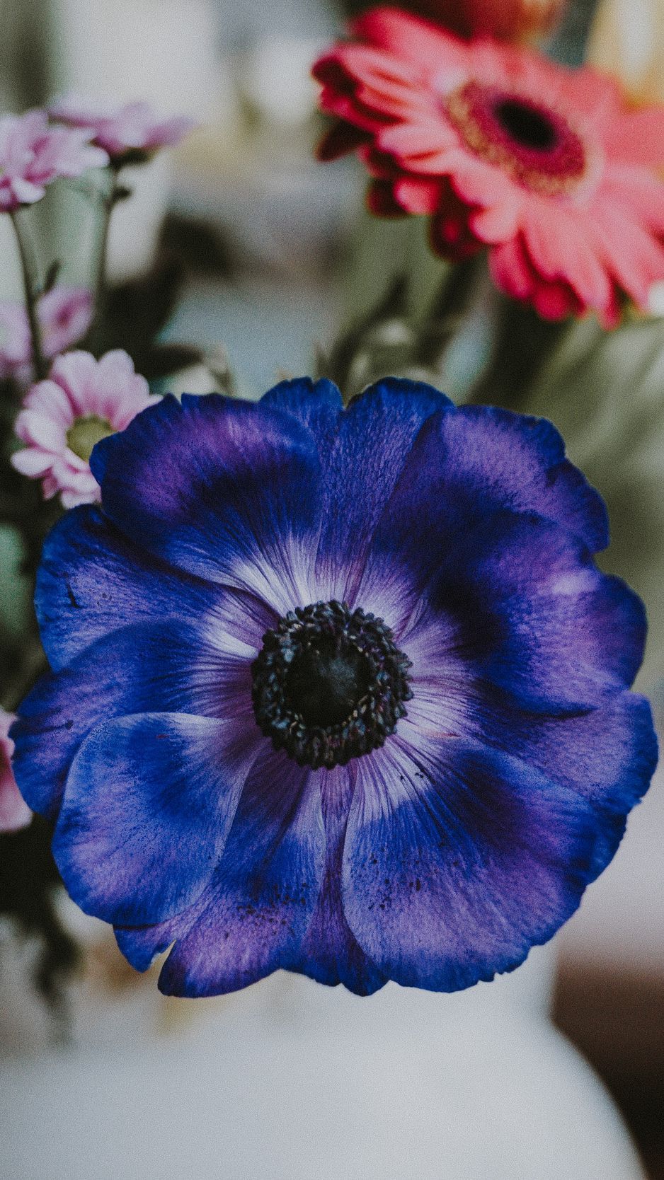 Anemone Flower Wallpapers Wallpaper Cave