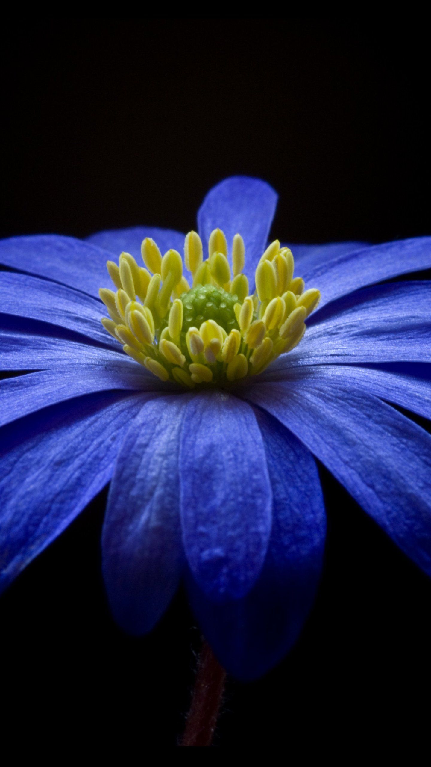 Anemone Flower Wallpapers Wallpaper Cave