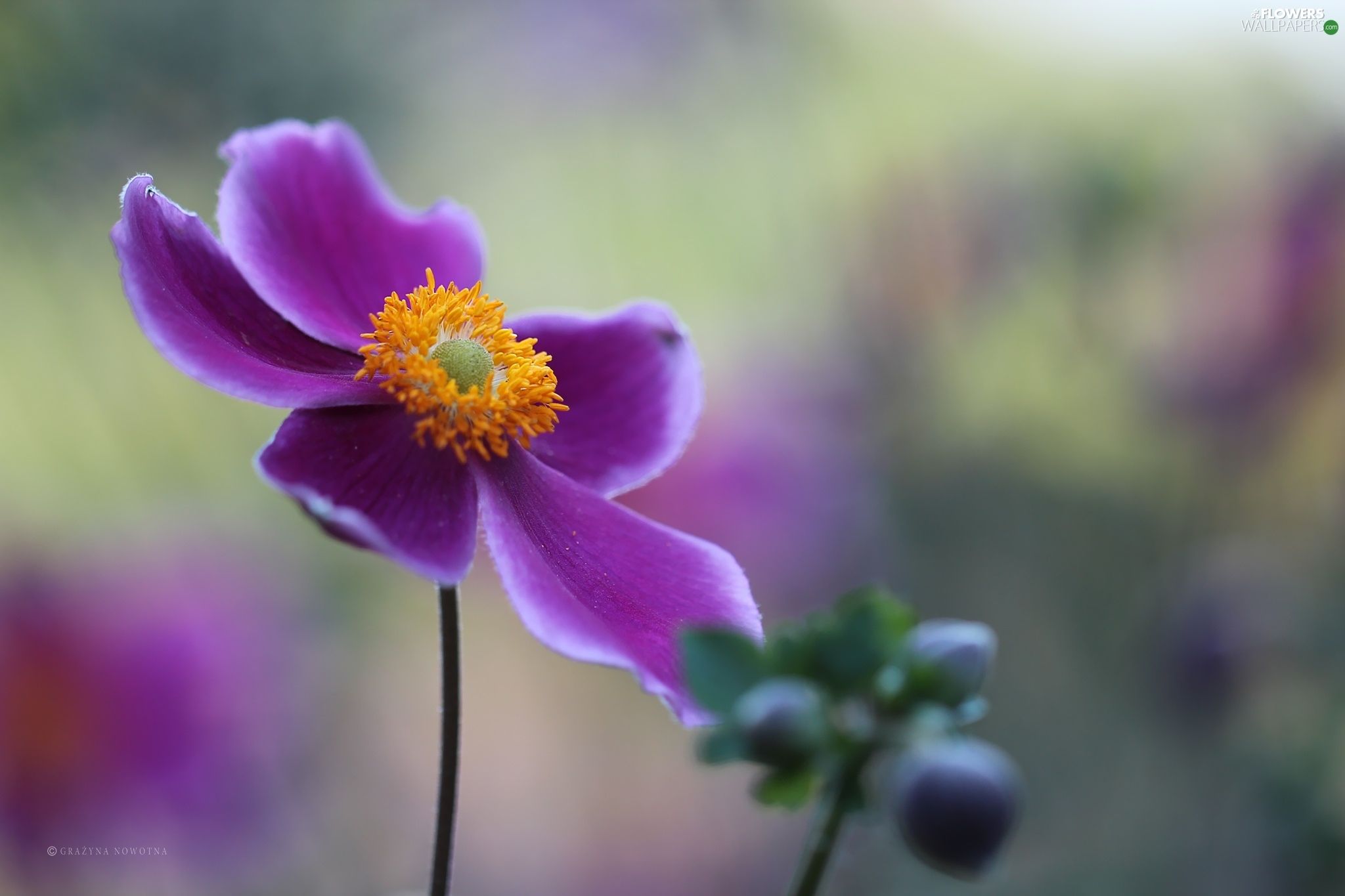 Anemone Flower Wallpapers Wallpaper Cave
