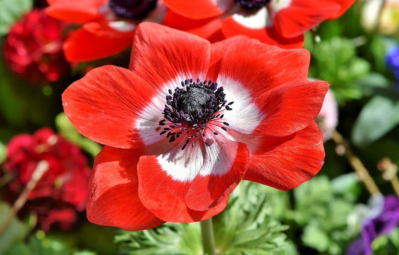 Anemone Flower Wallpapers Wallpaper Cave