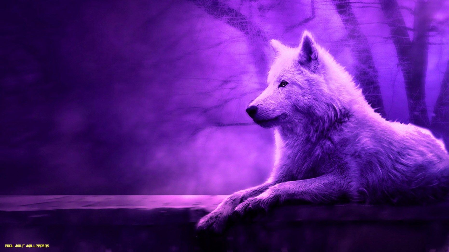 Purple Wolf Wallpapers Wallpaper Cave