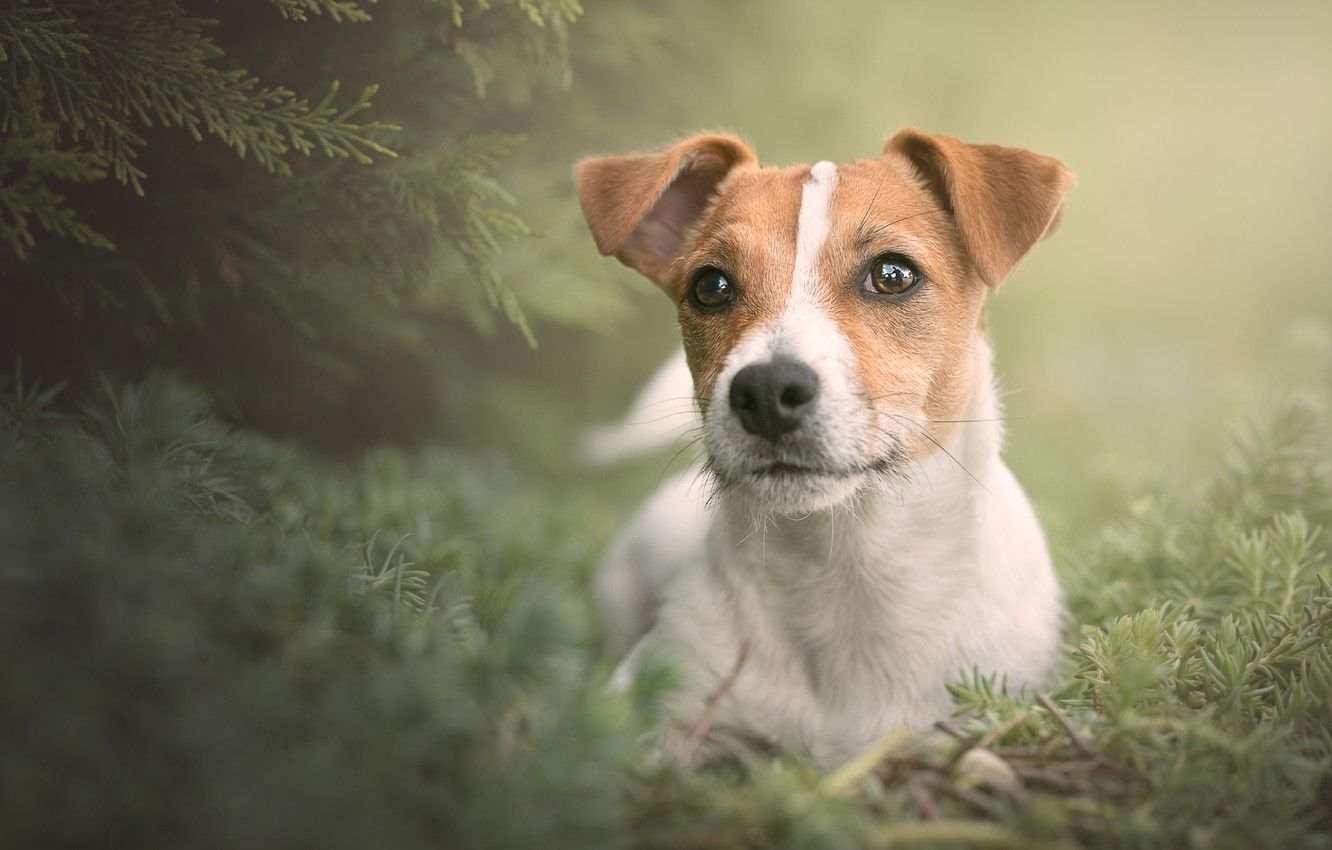 Jack Russel Terrier Computer Wallpapers Wallpaper Cave