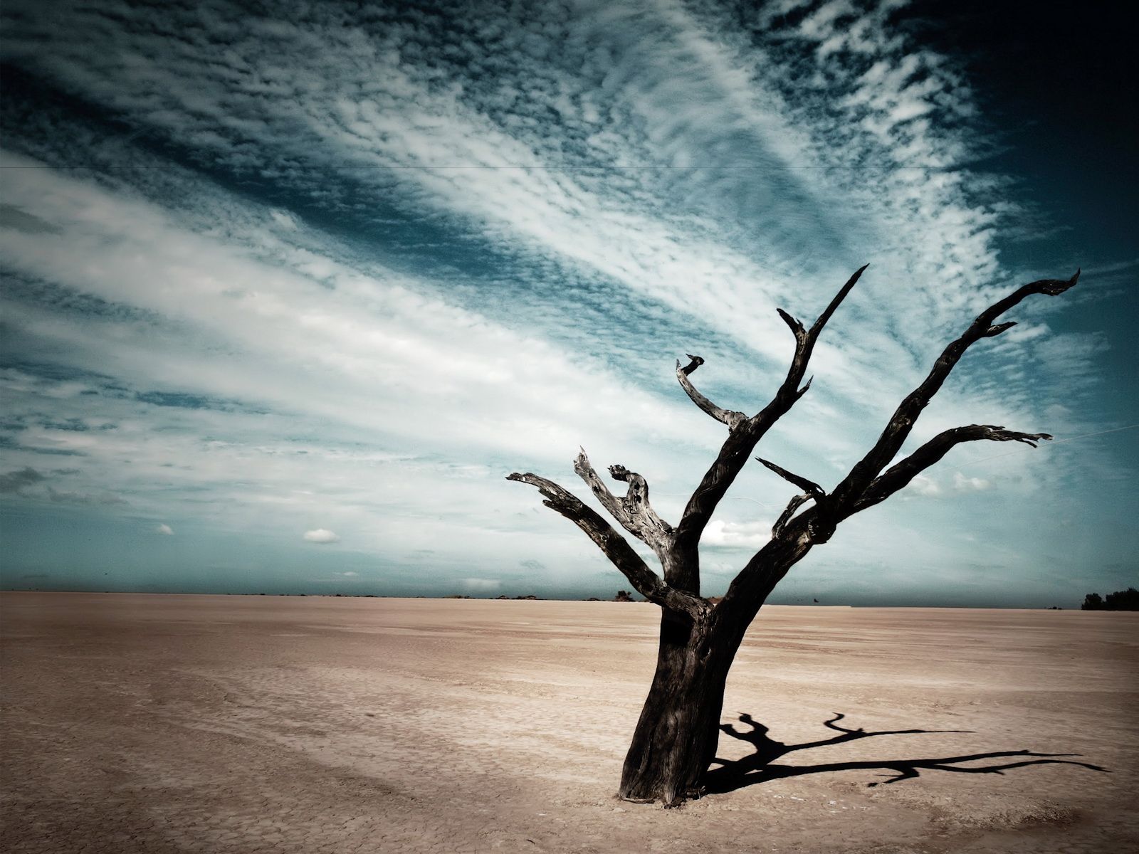 Desert Tree Sky HD Wallpapers Wallpaper Cave