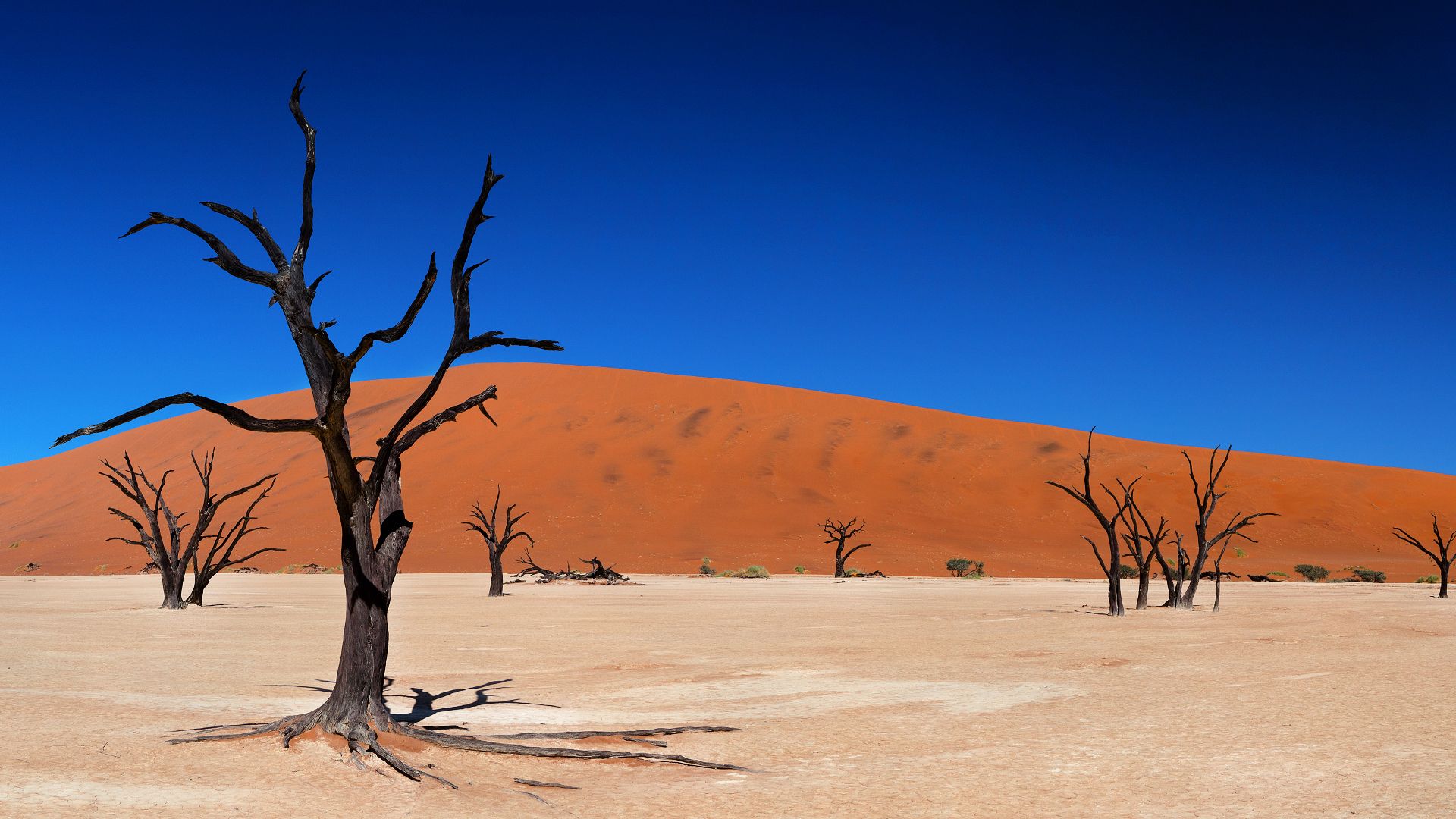 Desert Tree Sky HD Wallpapers Wallpaper Cave