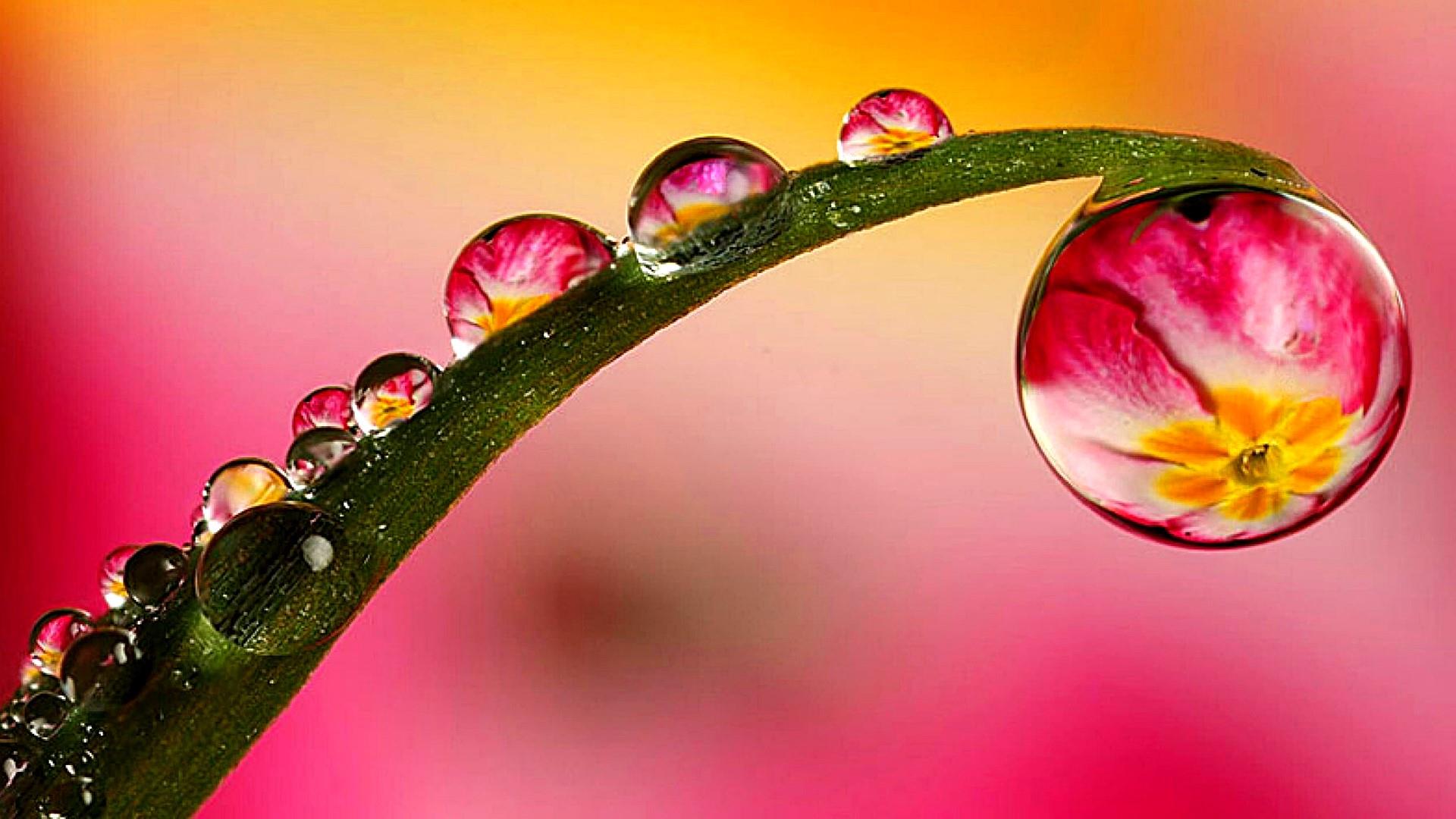 Leaves With Water Drops HD Wallpapers Wallpaper Cave