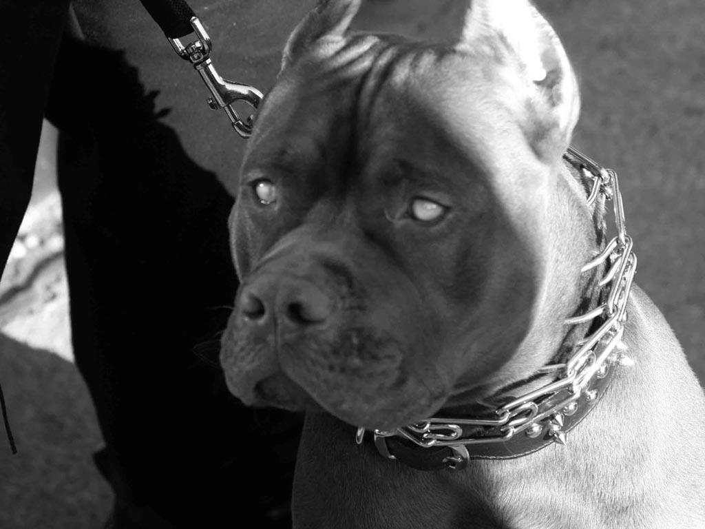 Black Pitbull Wallpapers Wallpaper Cave