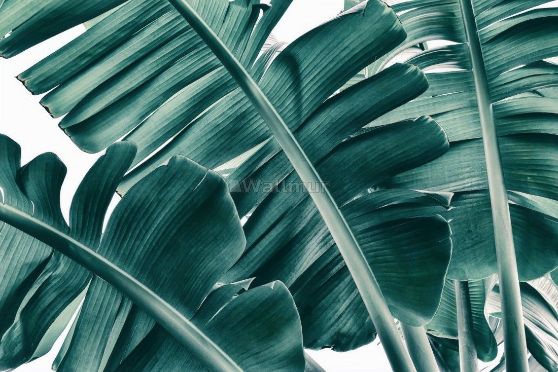 Palm Leaf Wallpapers Wallpaper Cave