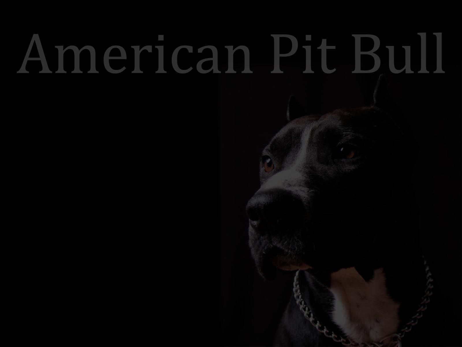 Black Pitbull Wallpapers Wallpaper Cave