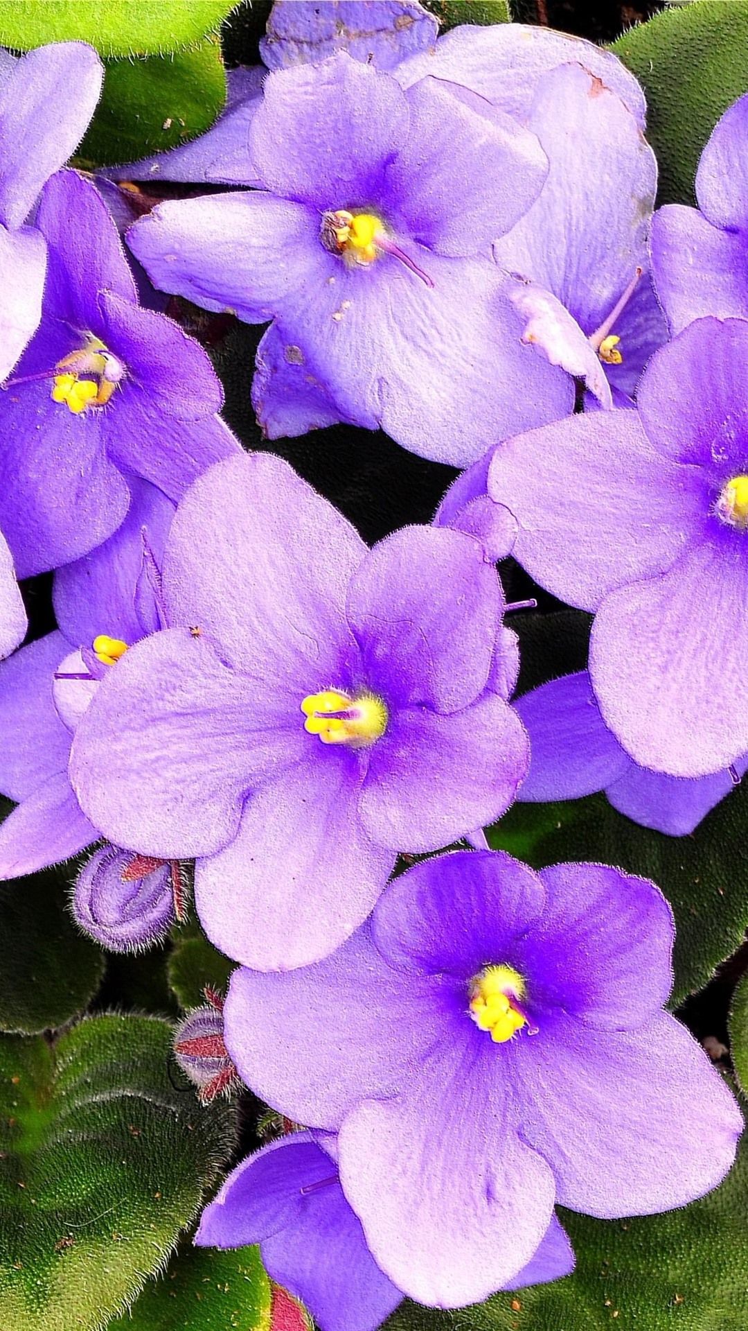 Violets Wallpapers Wallpaper Cave