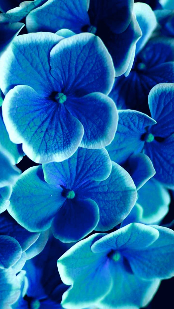 Violets Wallpapers Wallpaper Cave