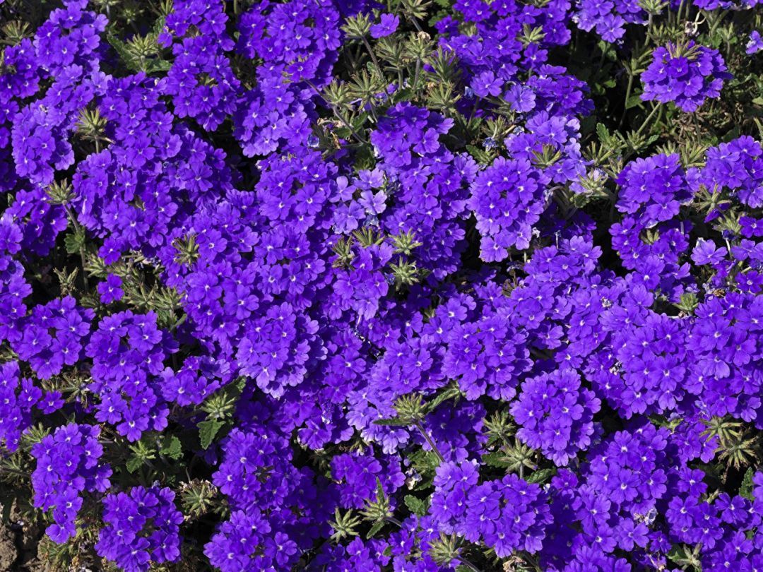 Violets Wallpapers Wallpaper Cave