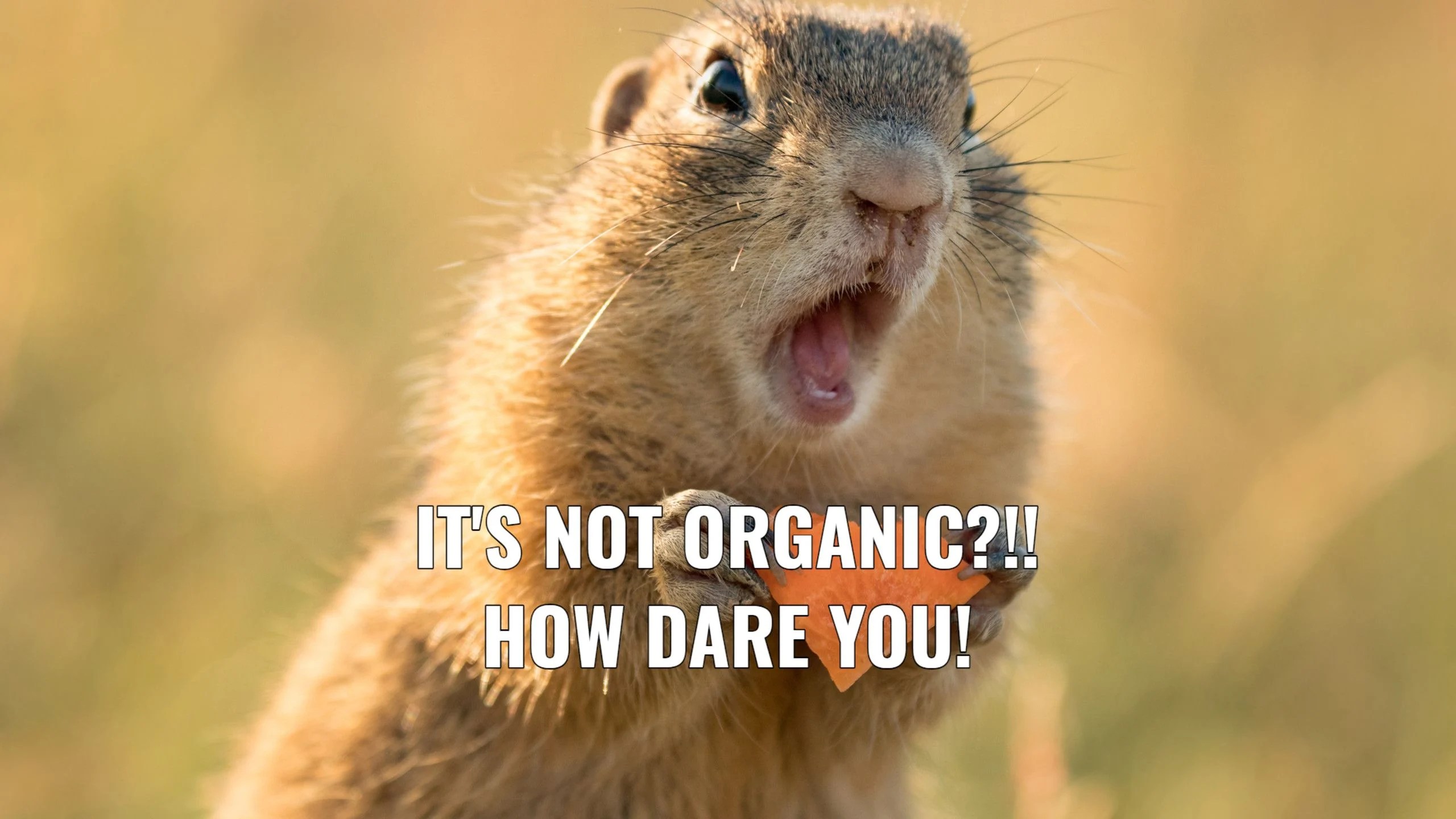 Animal Memes Wallpapers Wallpaper Cave