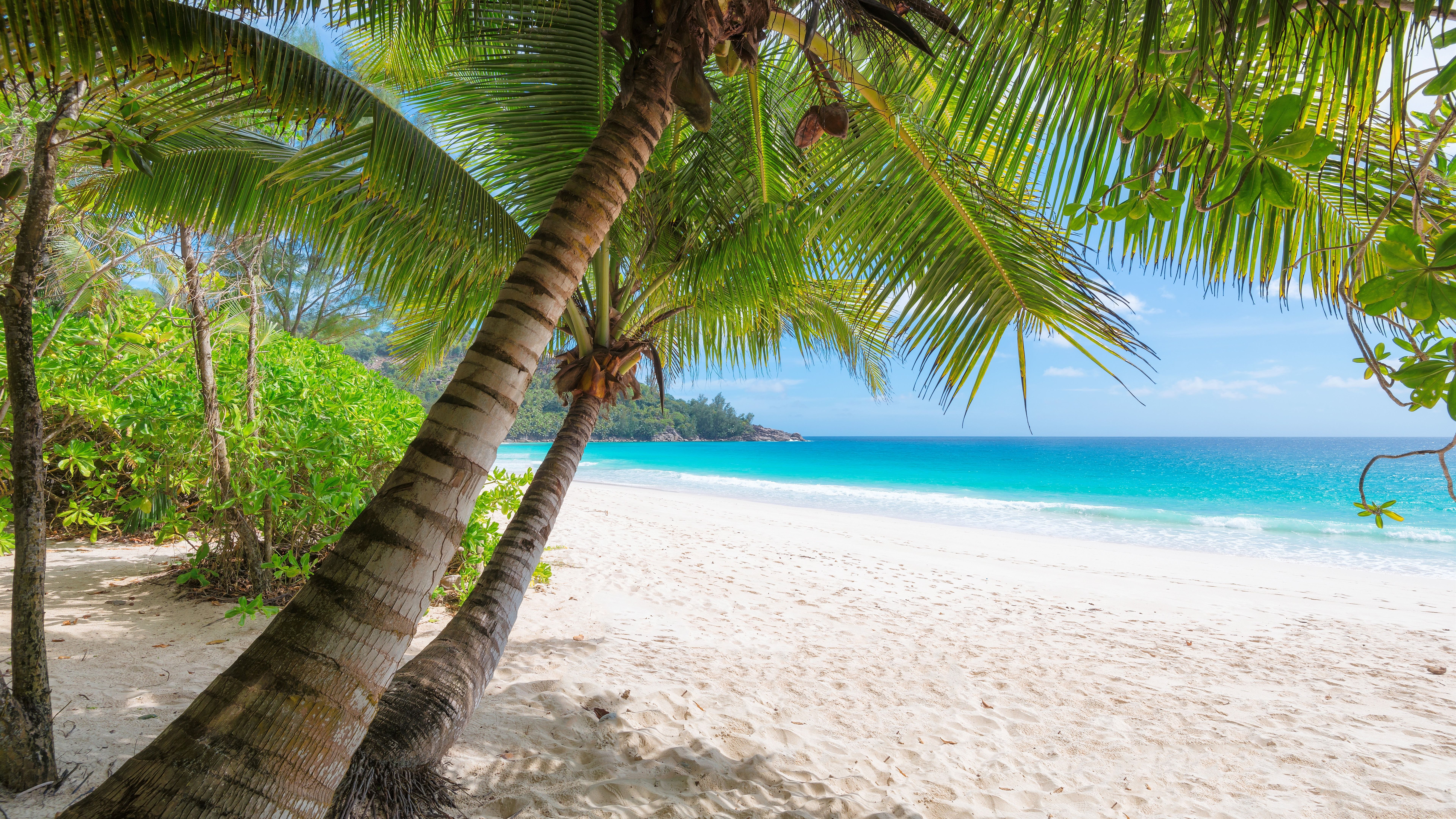 Palm Trees And Tropical Beach Wallpapers Wallpaper Cave