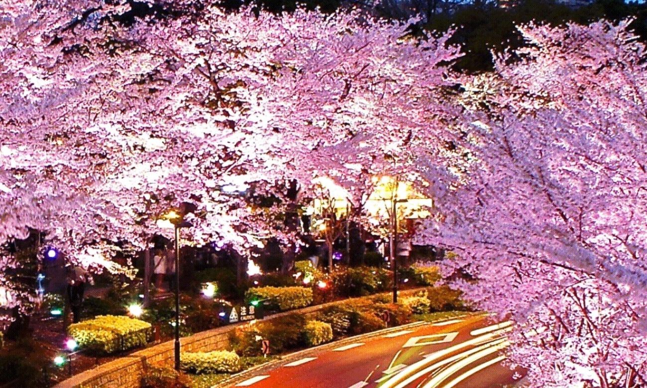 Cherry Blossom Wallpaper 4K / Washington DC Cherry Blossom Ultra HD