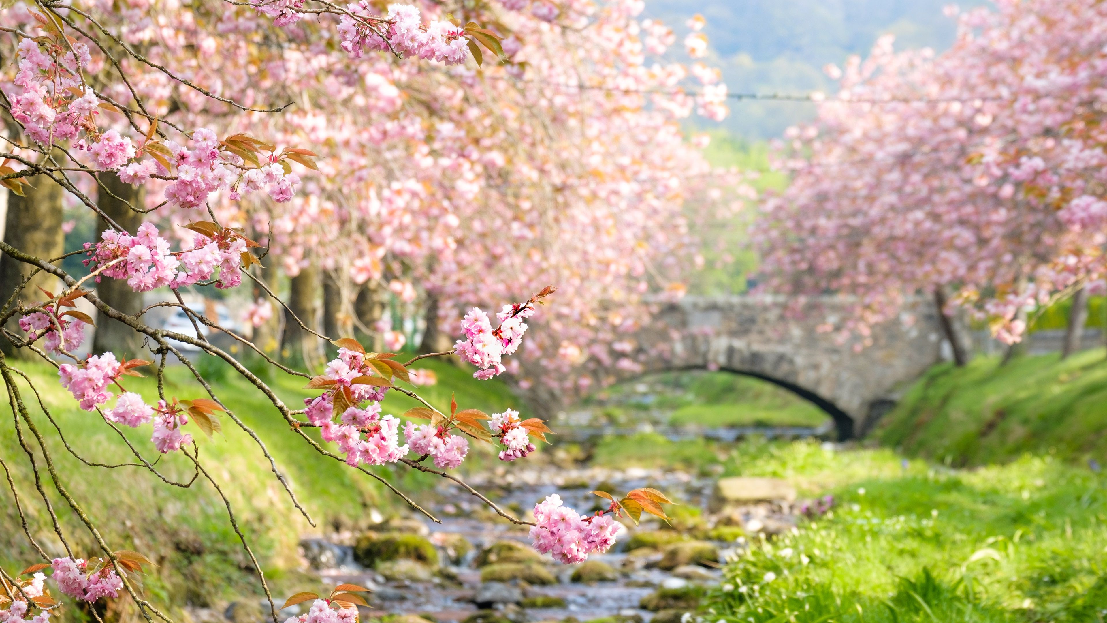 Blossom 4k HD Wallpapers Wallpaper Cave