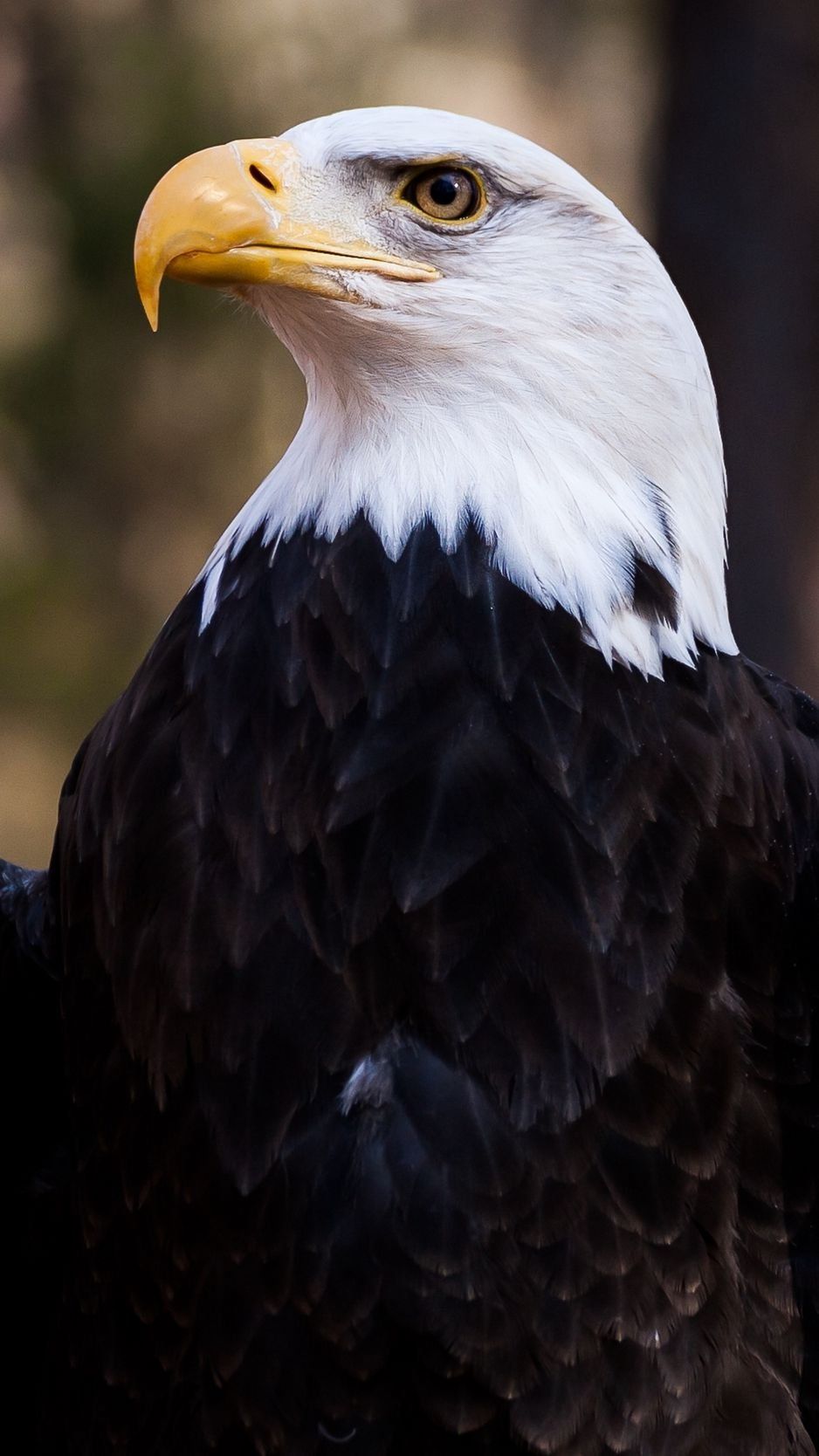 American Eagle iPhone Wallpapers Wallpaper Cave