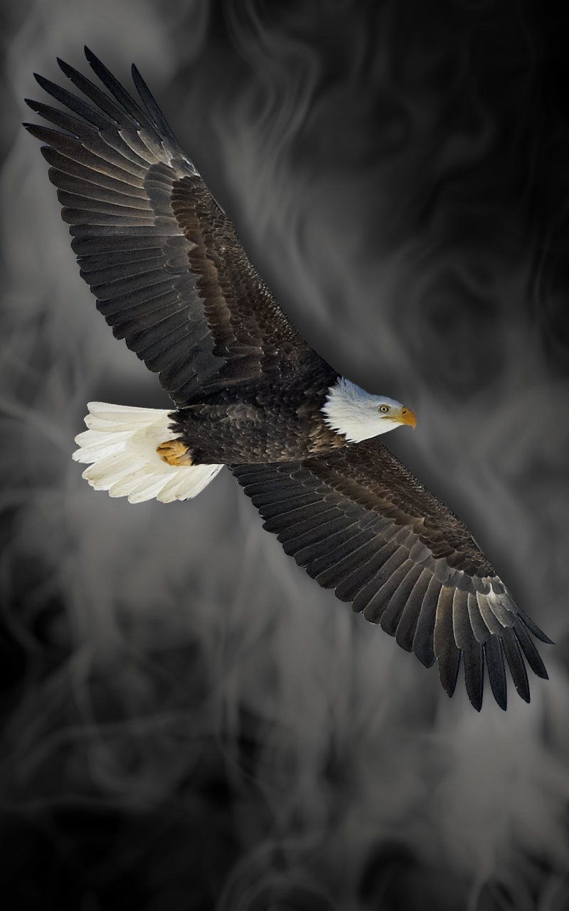 American Eagle iPhone Wallpapers Wallpaper Cave