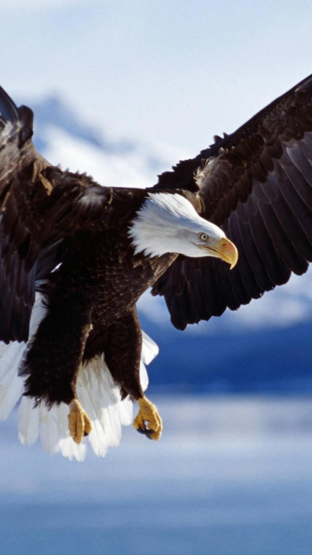 American Eagle iPhone Wallpapers Wallpaper Cave