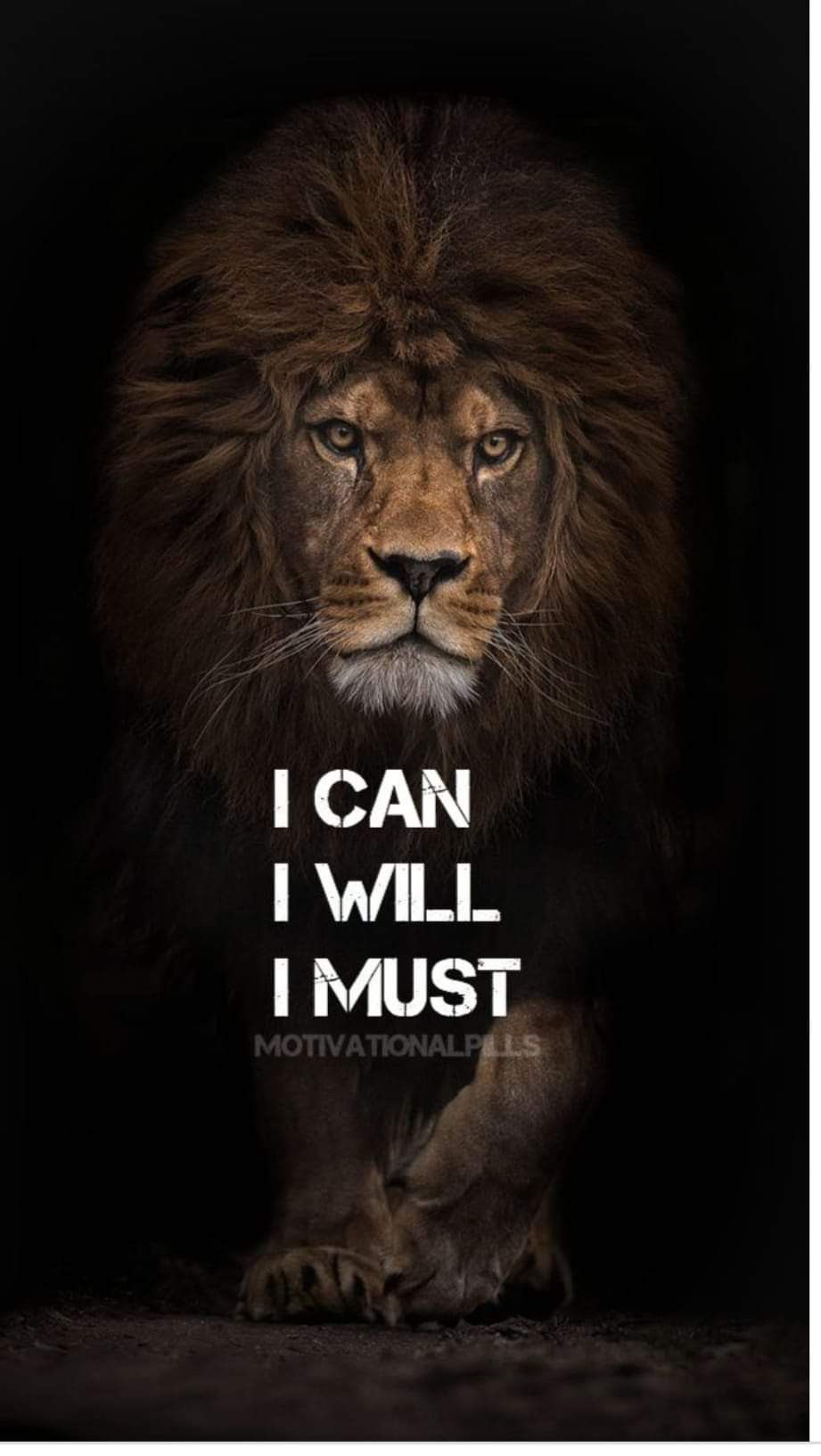 Lion Quotes Wallpapers Wallpaper Cave