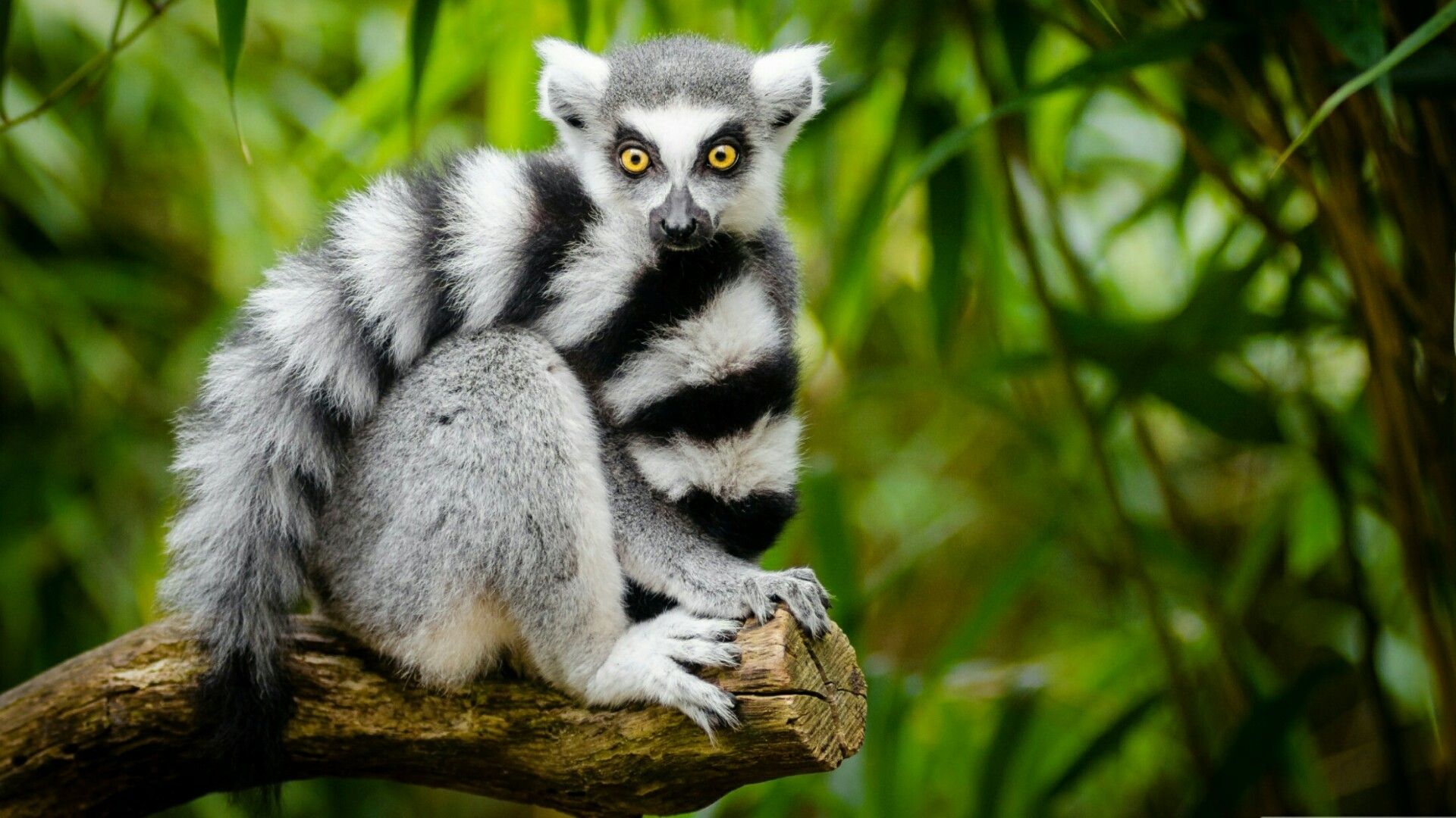 Lemur Animal HD Wallpapers Wallpaper Cave