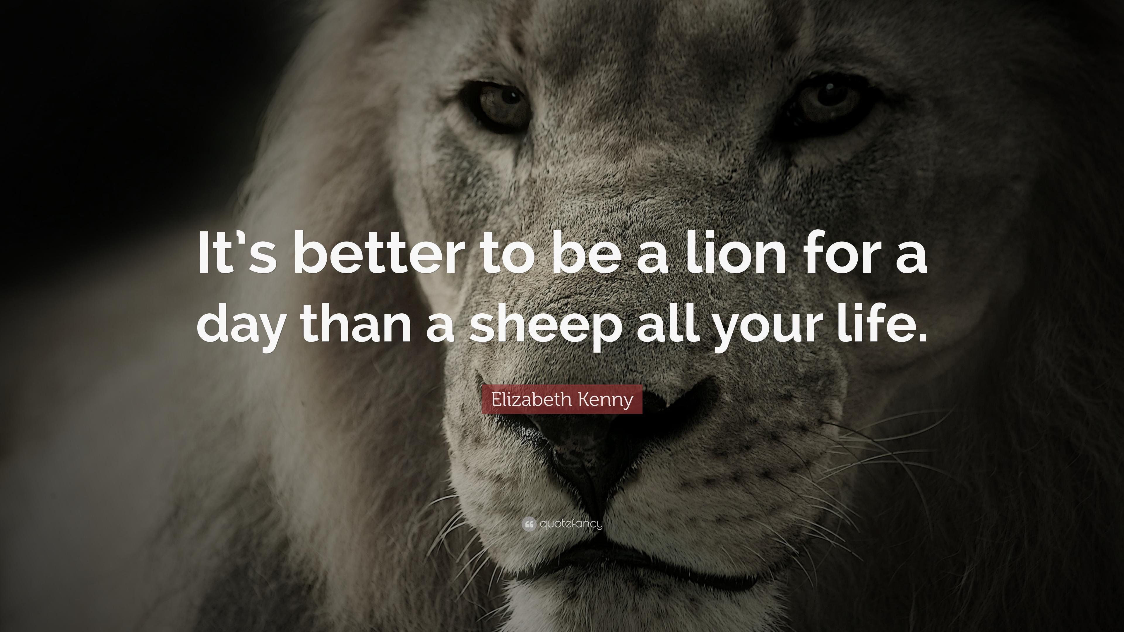 Lion Quotes Wallpapers Wallpaper Cave