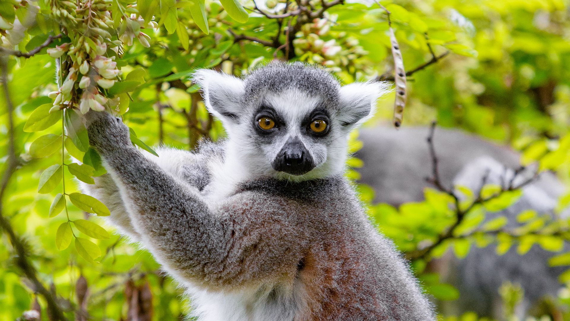 Lemur Animal HD Wallpapers Wallpaper Cave