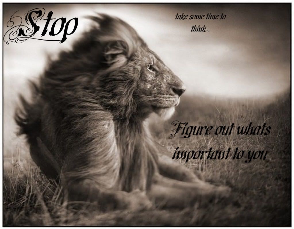 Lion Quotes Wallpapers Wallpaper Cave