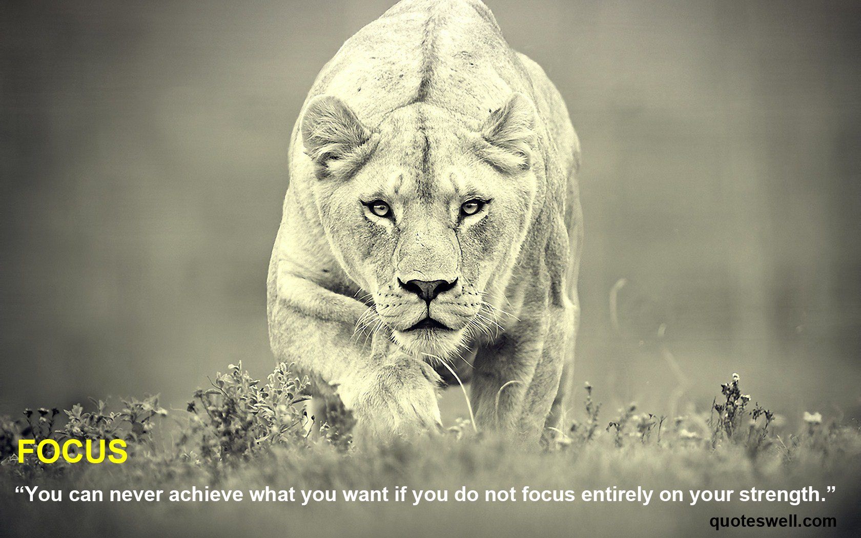 Lion Quotes Wallpapers Wallpaper Cave