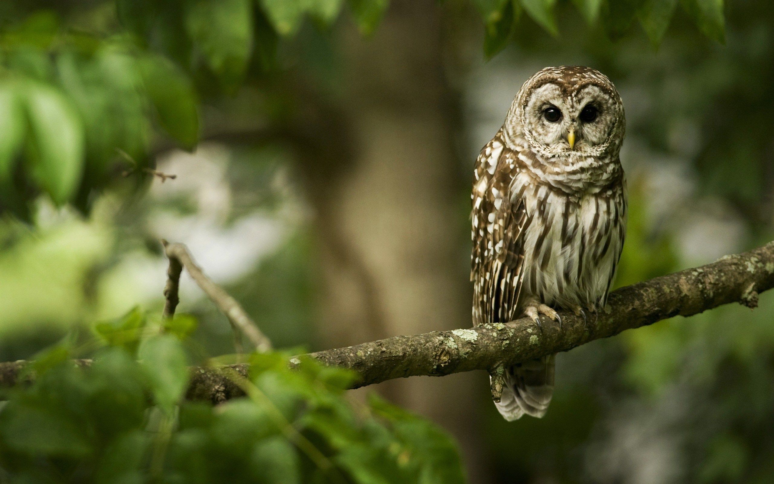 Green Owl Wallpapers Wallpaper Cave