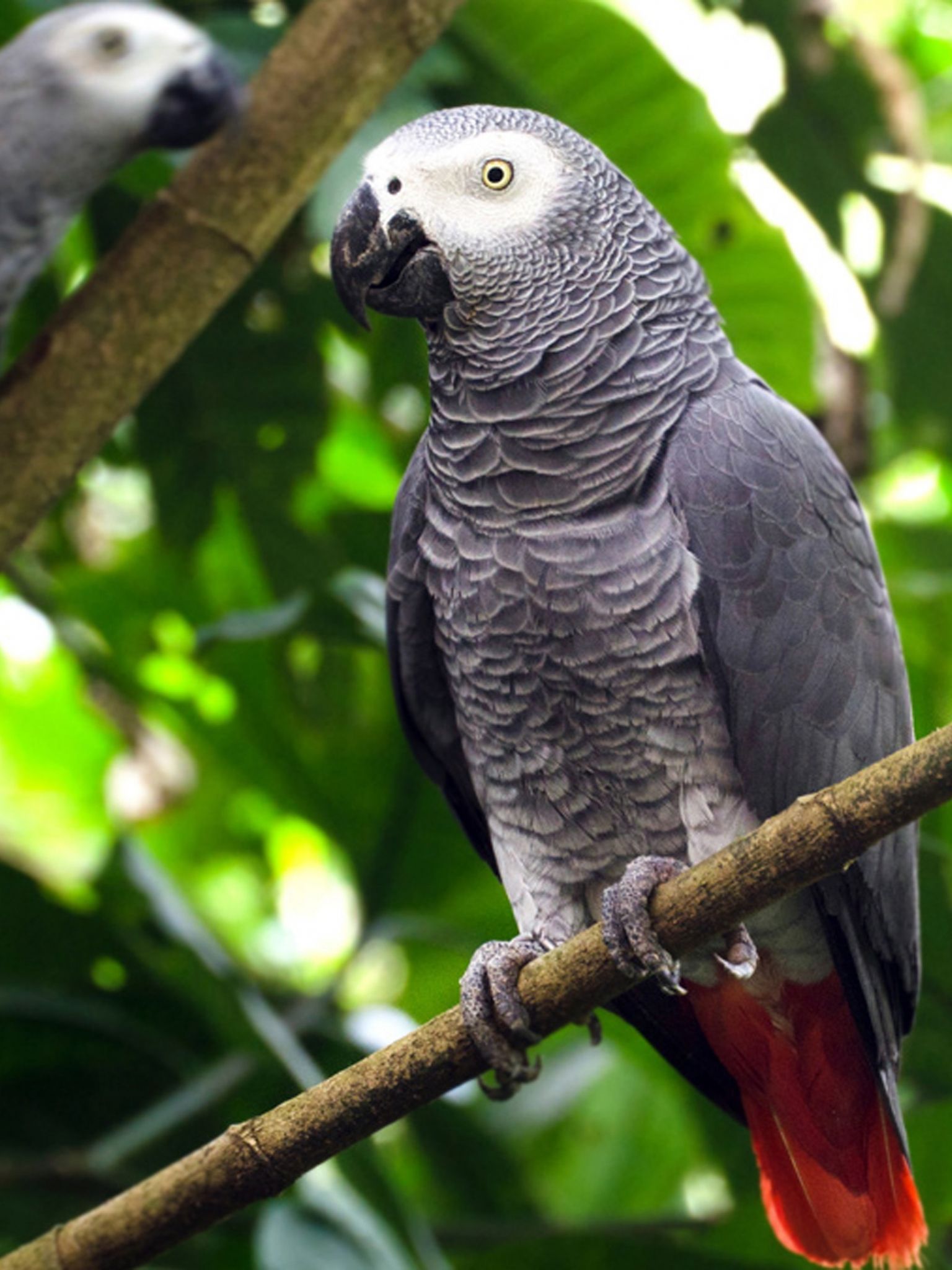 African Grey Parrot Wallpapers Wallpaper Cave