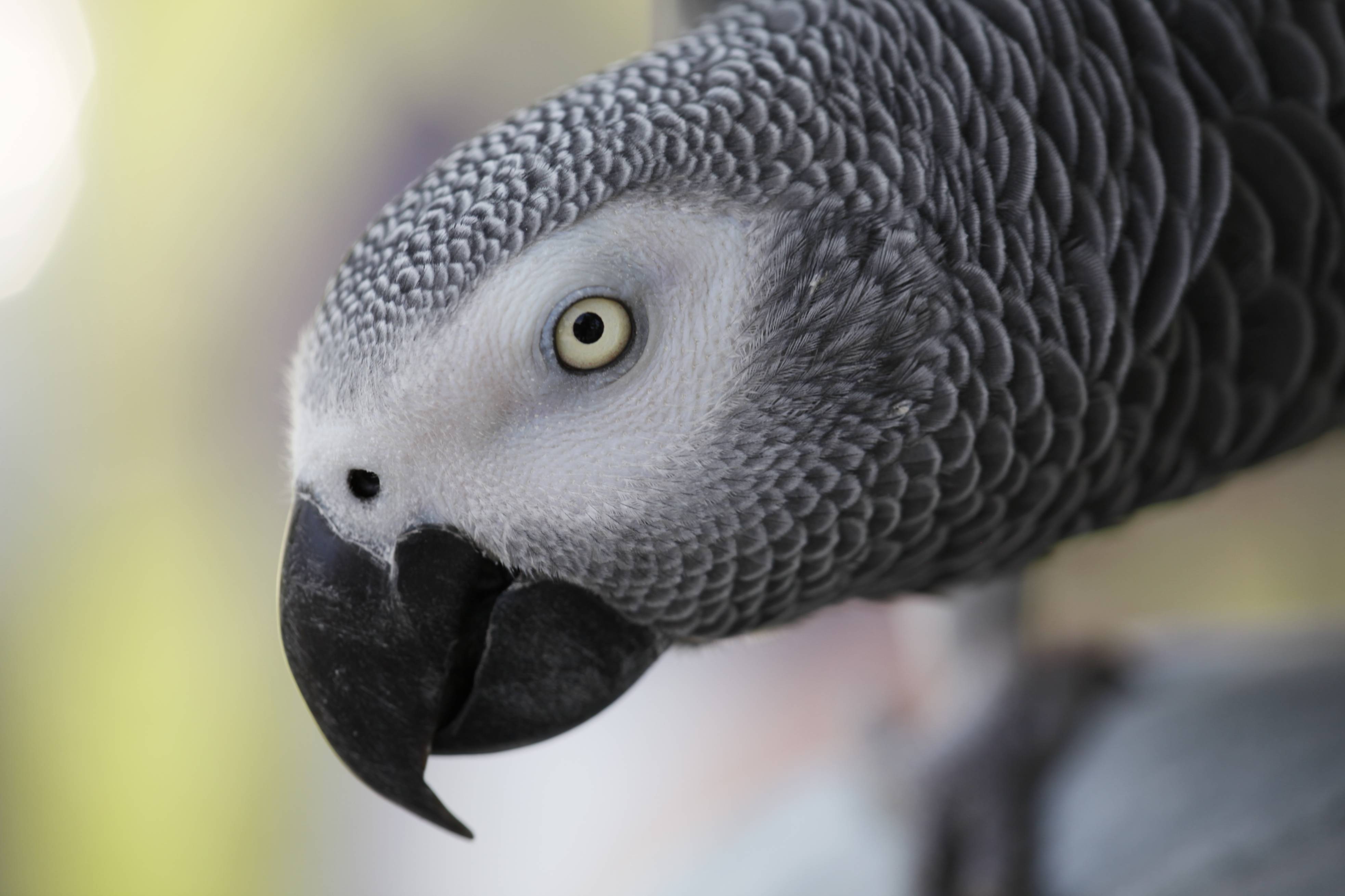 African Grey Parrot Wallpapers Wallpaper Cave
