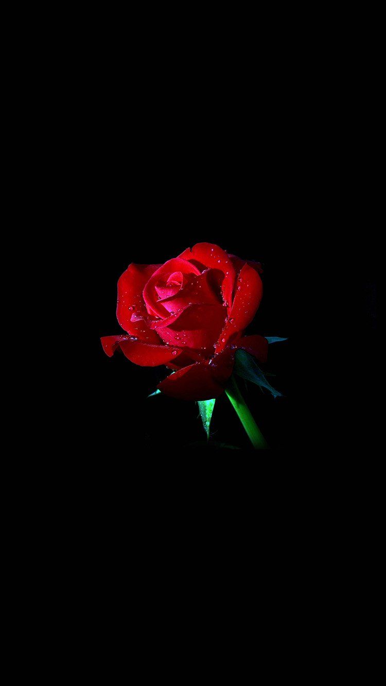 Amoled Rose Wallpapers Wallpaper Cave