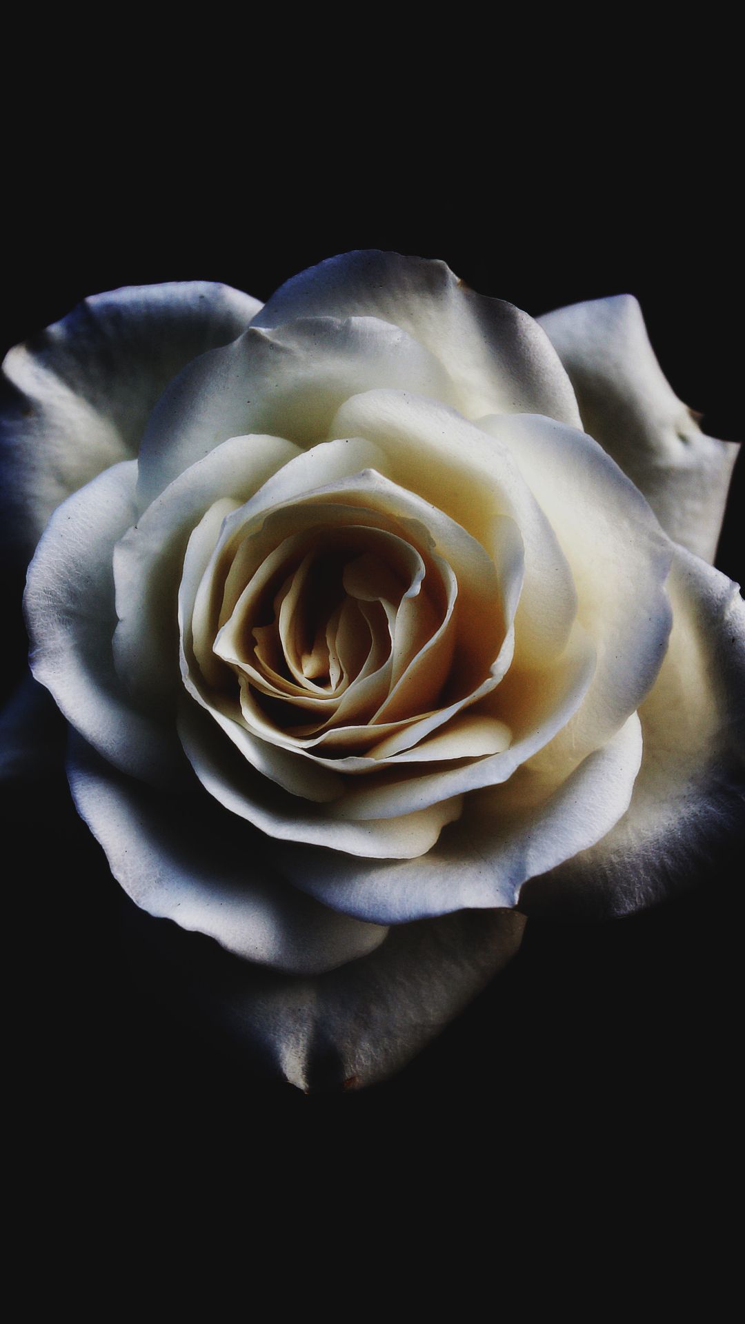 White Rose iPhone Wallpapers Wallpaper Cave