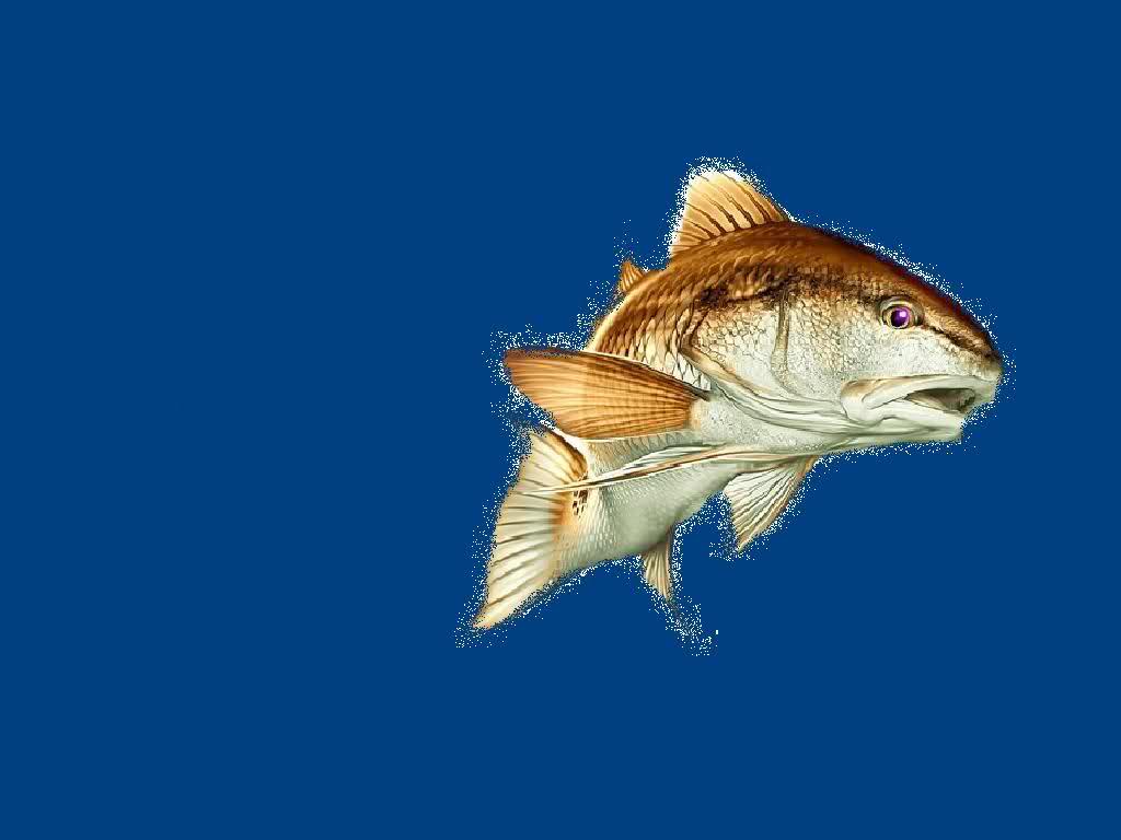 Redfish Wallpapers Wallpaper Cave
