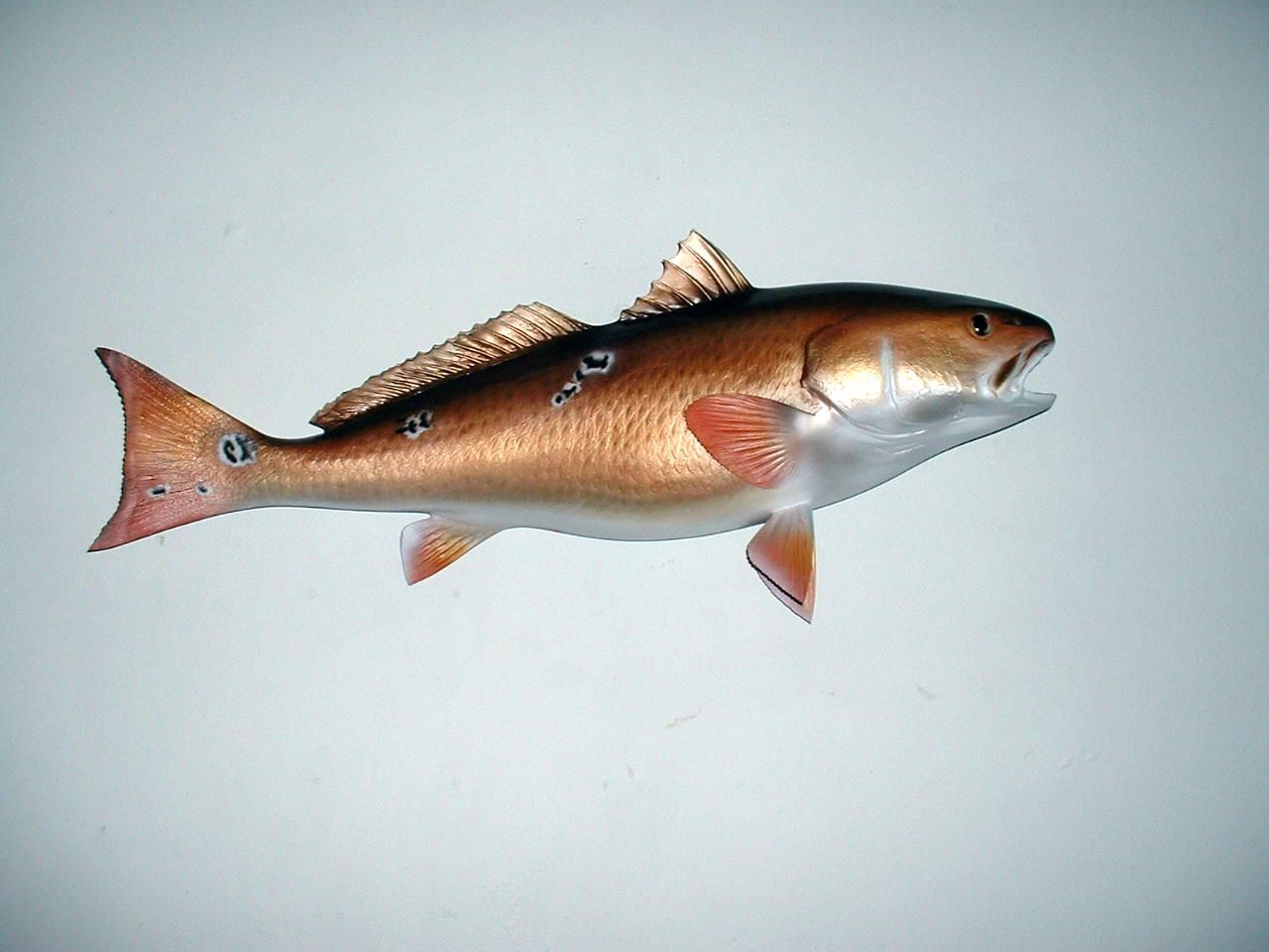 Redfish Wallpapers Wallpaper Cave
