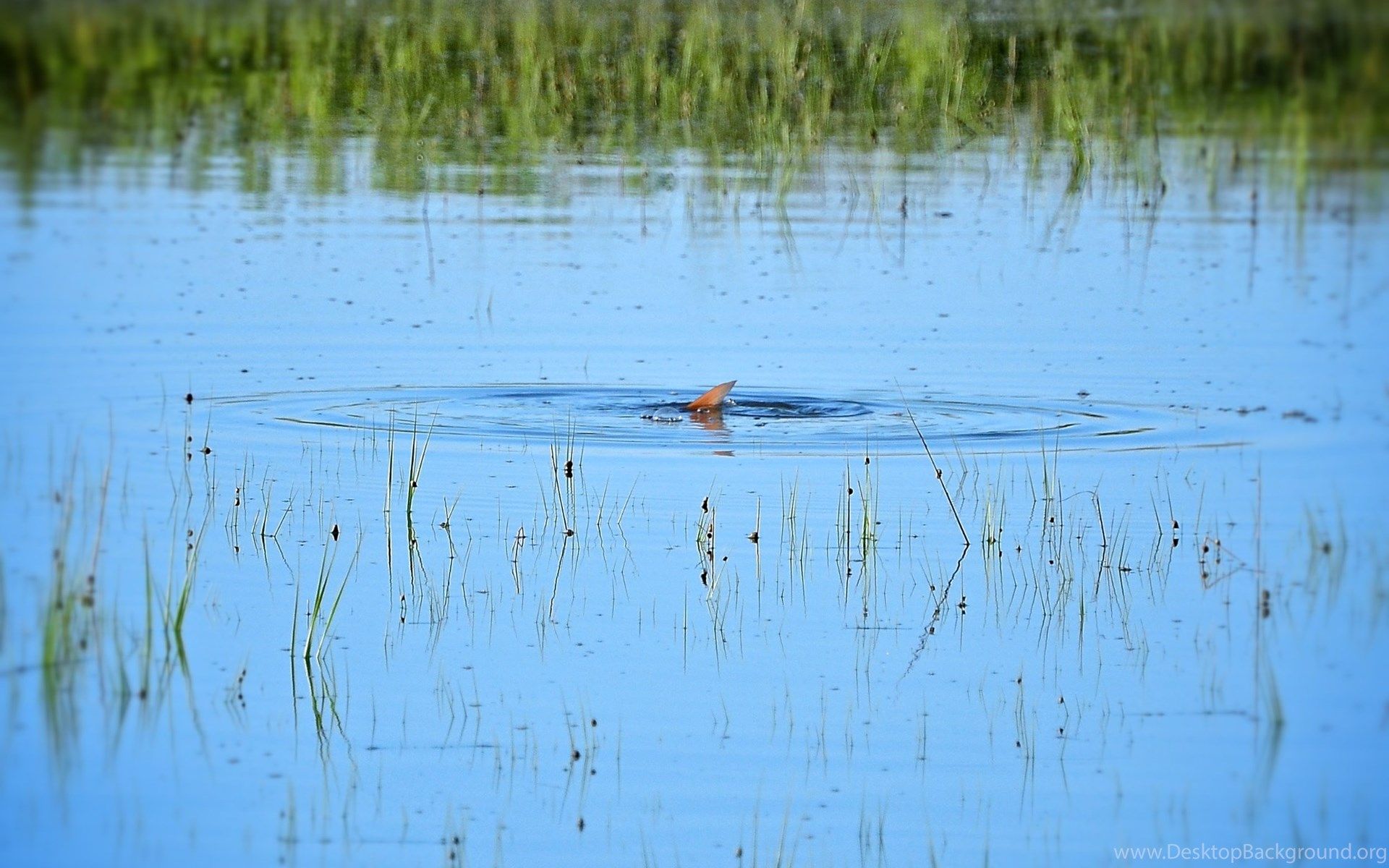Redfish Wallpapers Wallpaper Cave