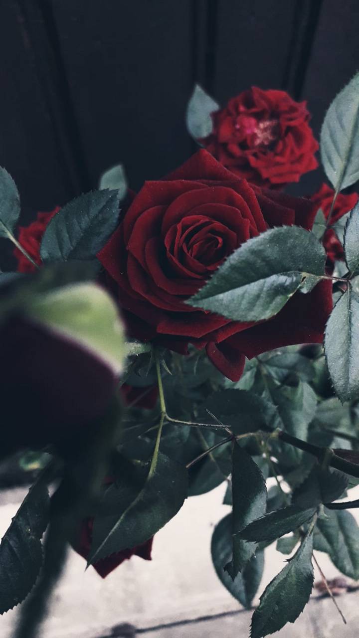 Blood Rose Wallpapers Wallpaper Cave