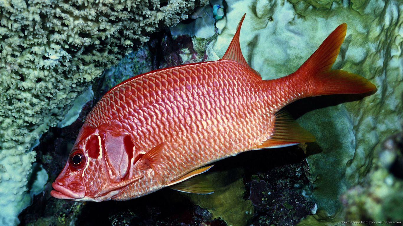 Redfish Wallpapers Wallpaper Cave