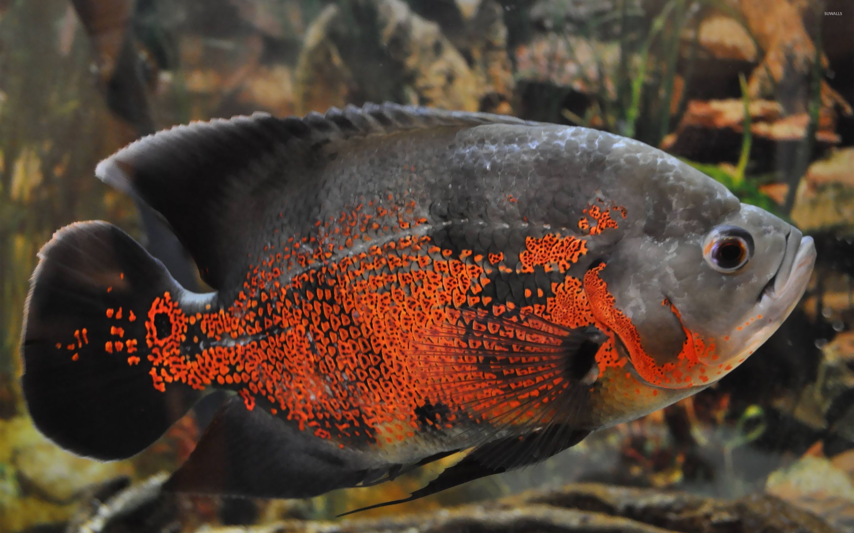 Oscar Fish Wallpapers Wallpaper Cave