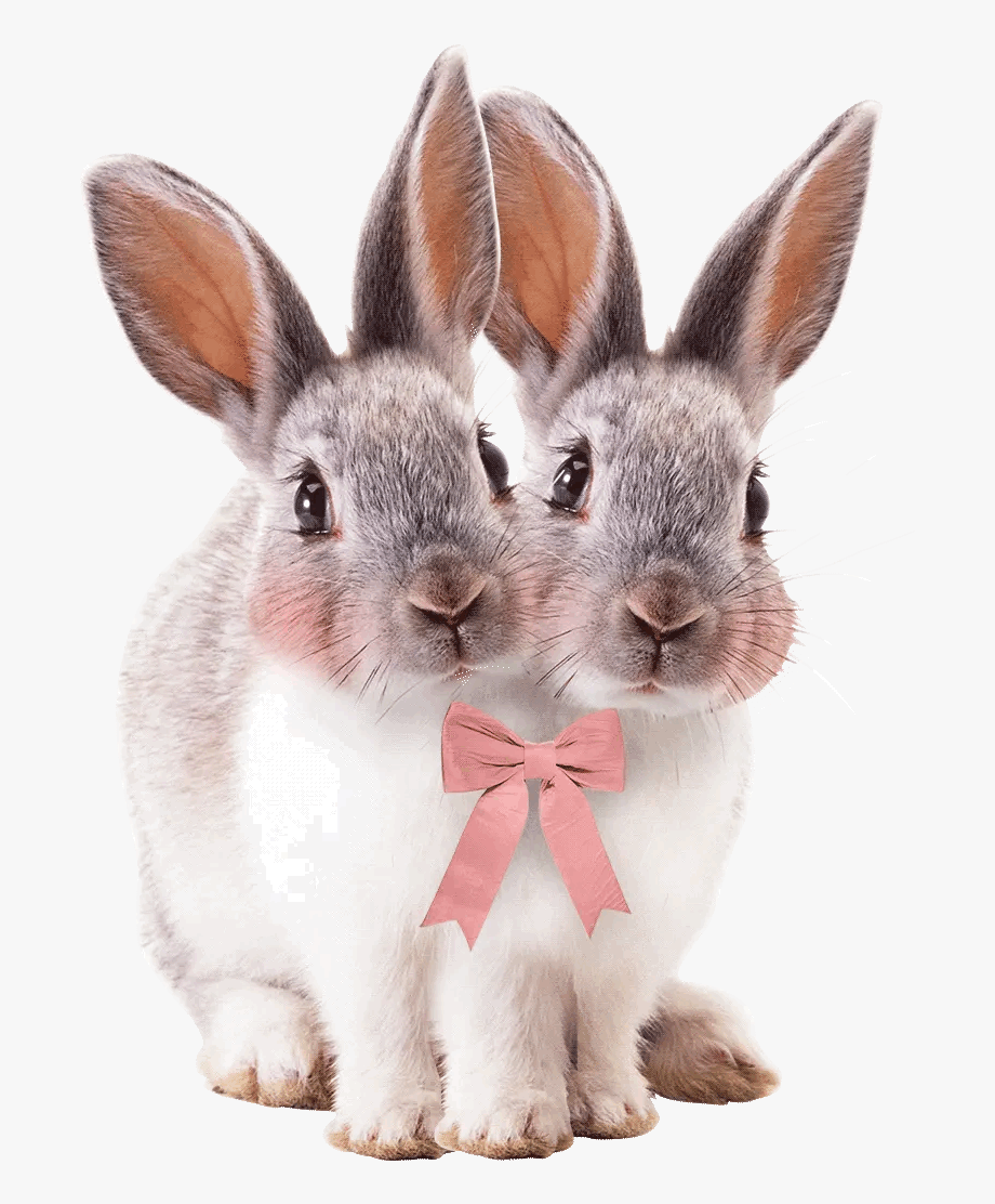 Pink Bunny Kawaii Rabbit Wallpapers Wallpaper Cave