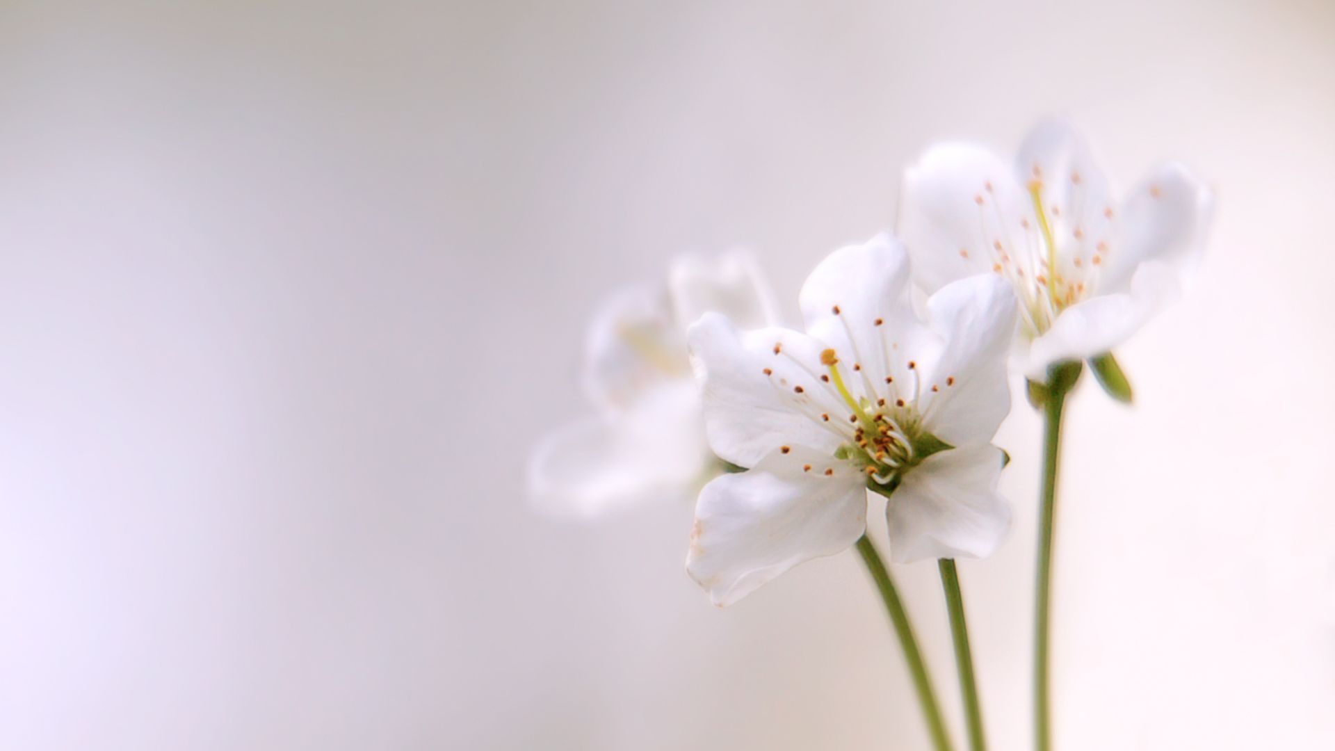 White Flower HD Wallpapers Wallpaper Cave